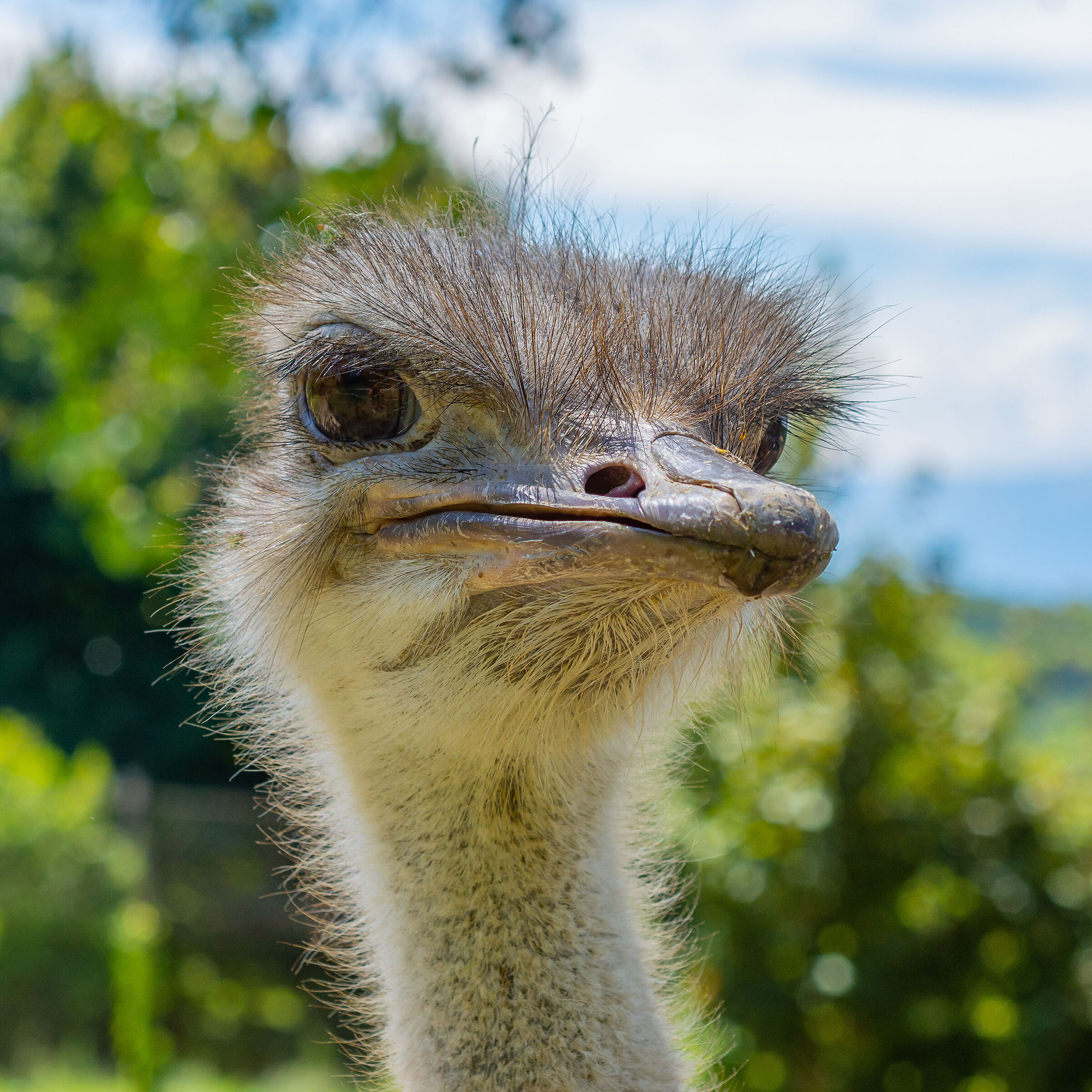 Ostrich