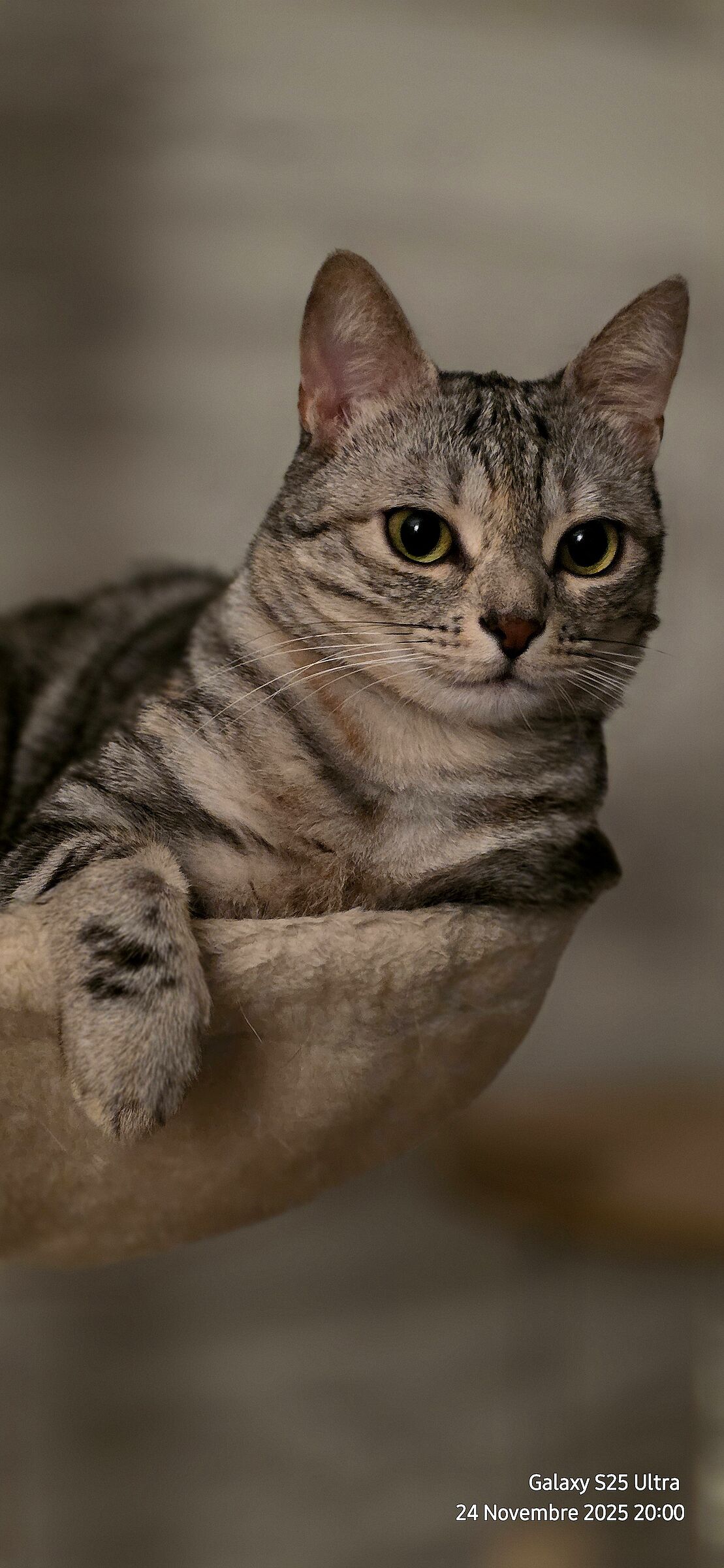 Margot