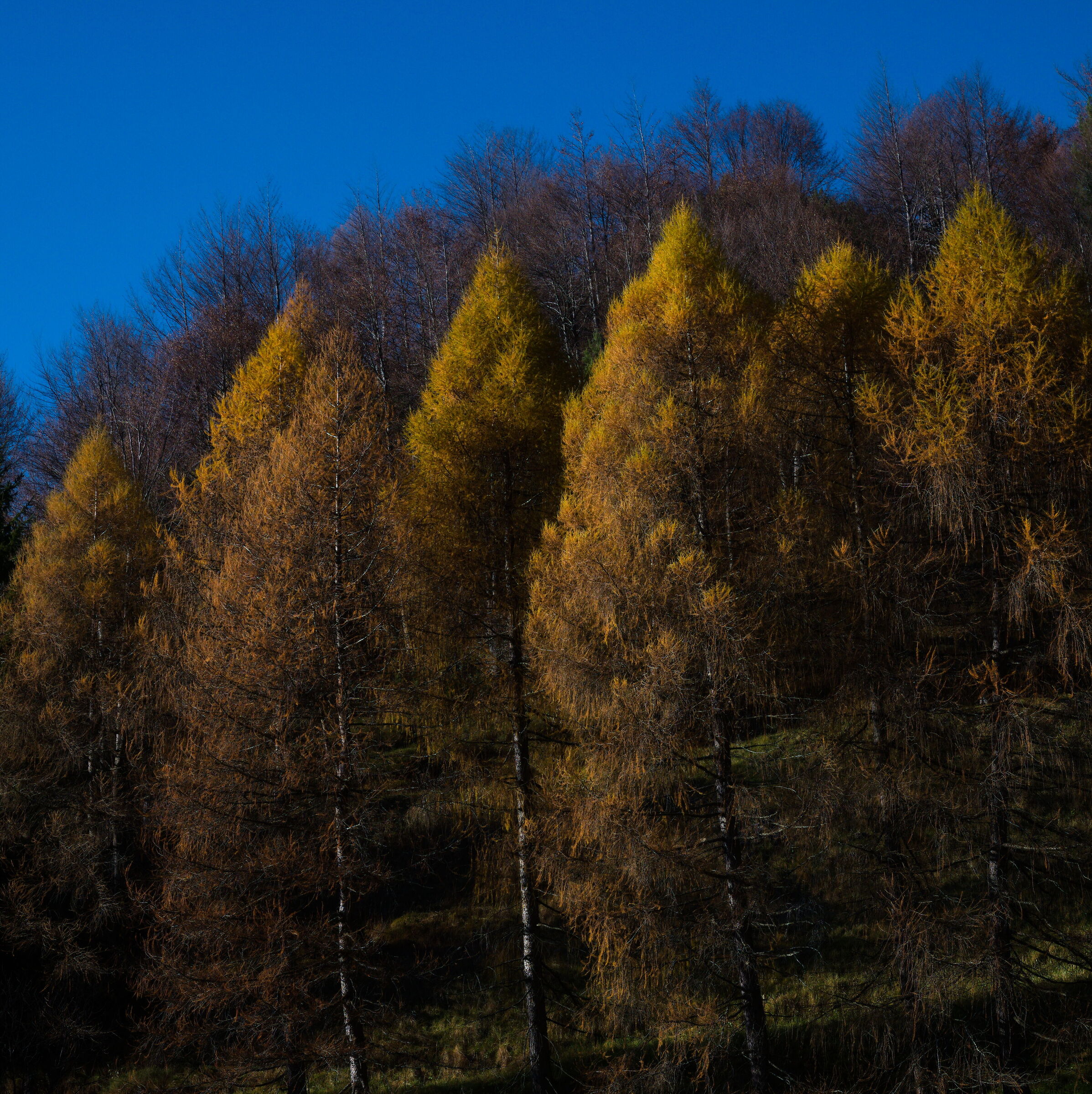 Larici (Val Canale - Pasubio)