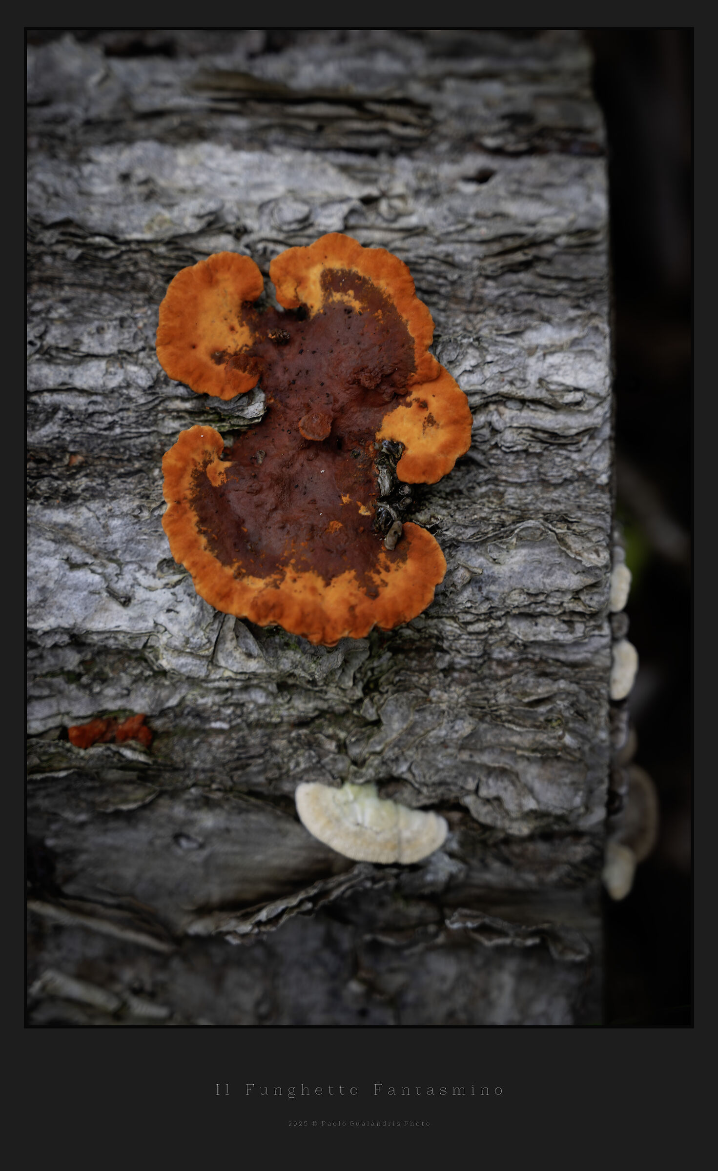 Il Funghetto Fantasmino