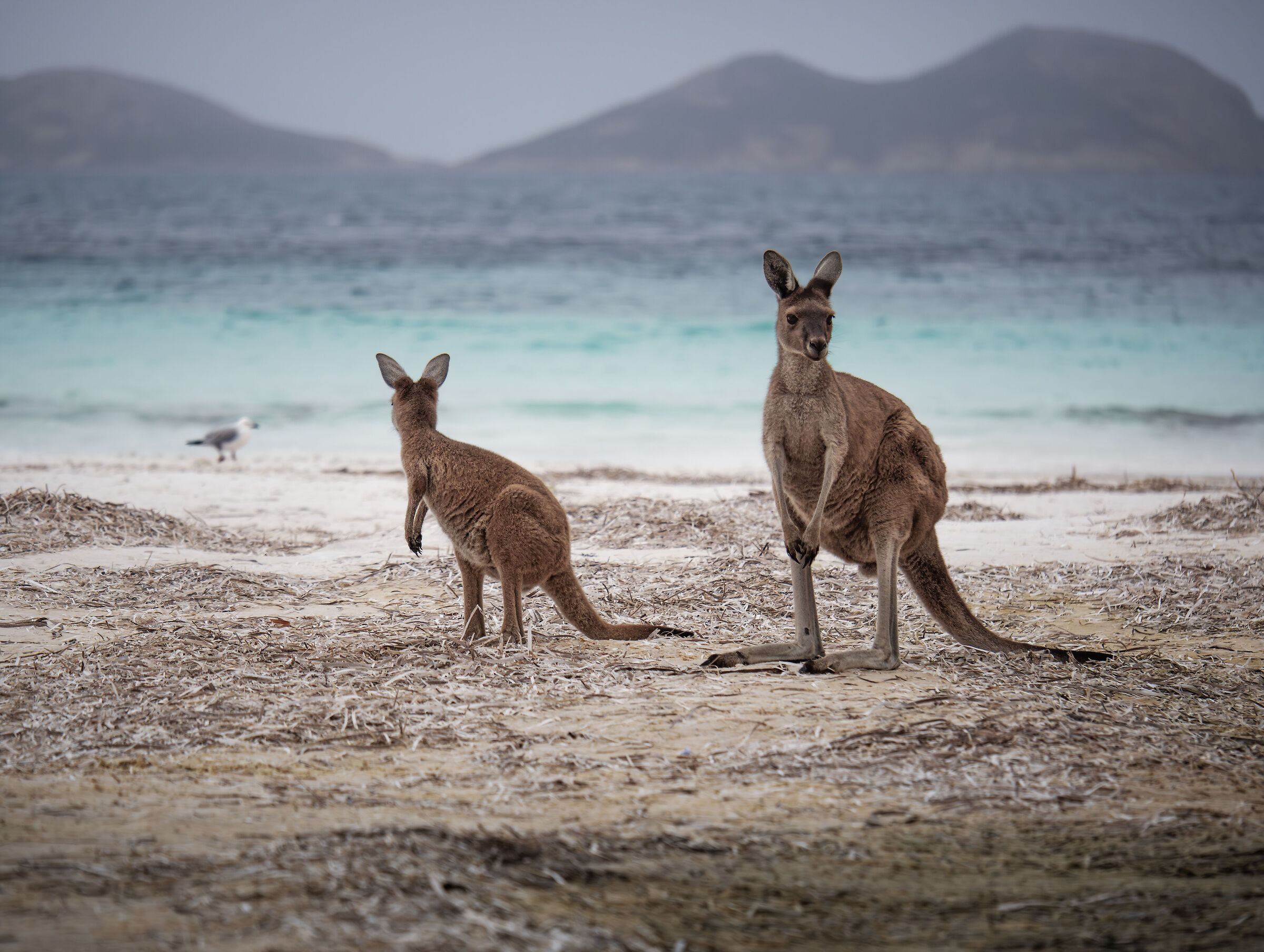 Lucky bay - Western Australia