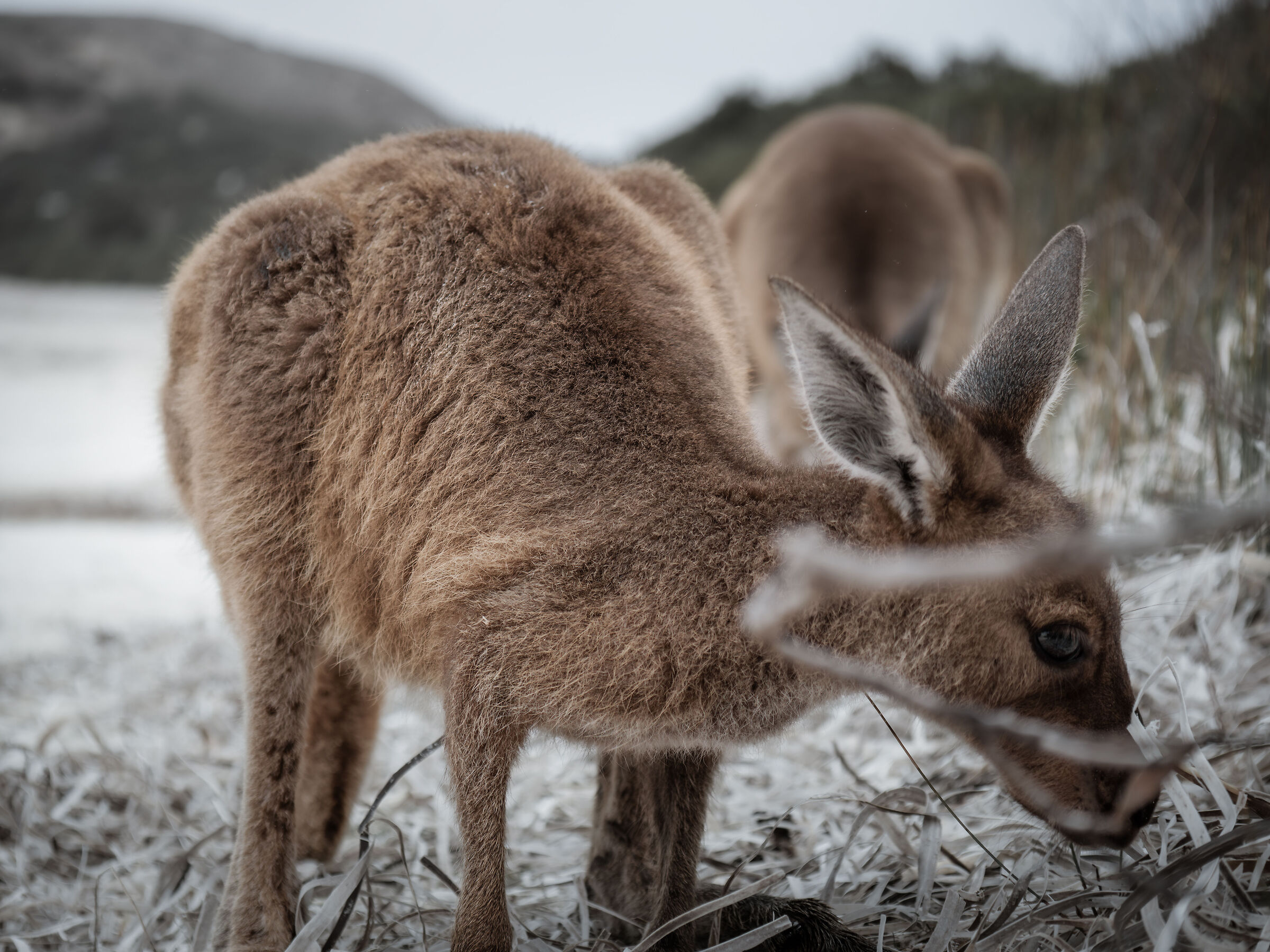 Lucky bay - Western Australia