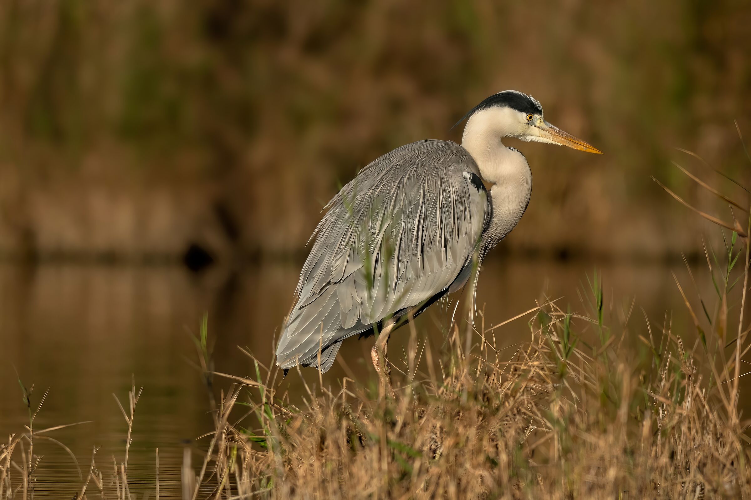 Grey Heron (Ardea cinerea)
