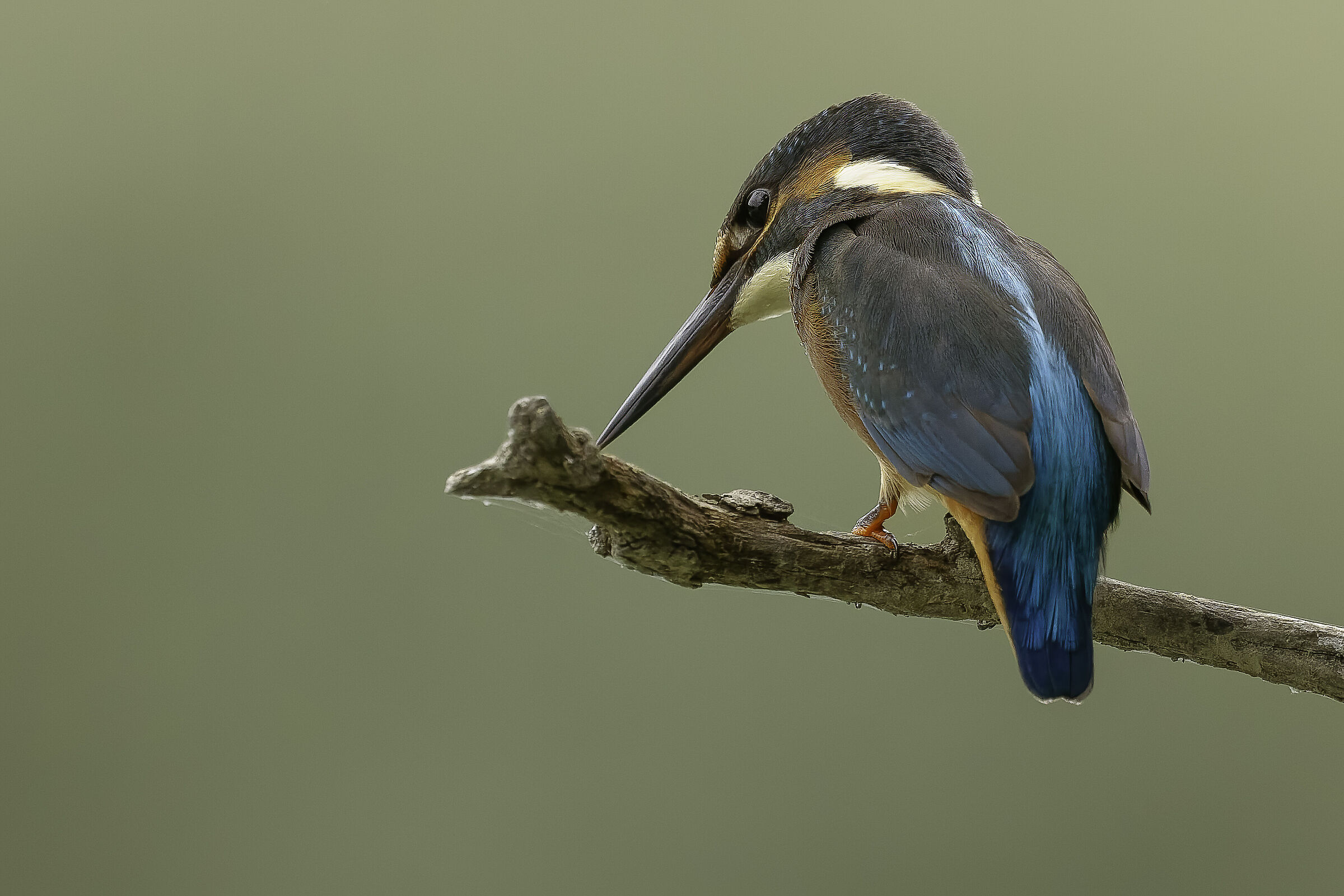 Kingfisher