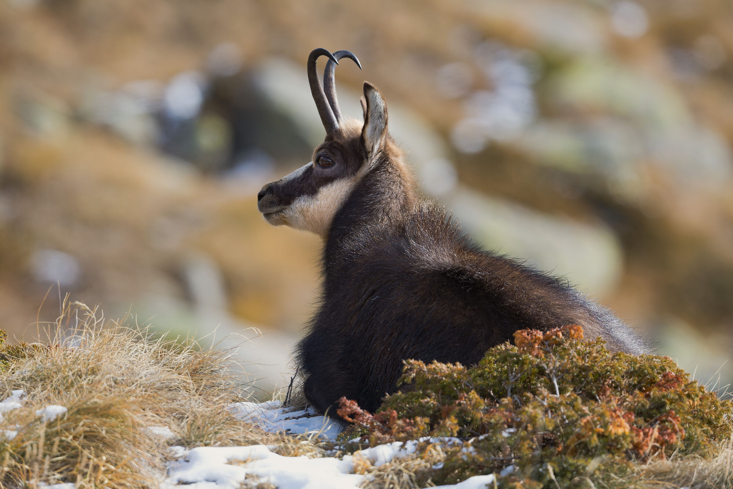 Chamois - Gran Paradiso National Park