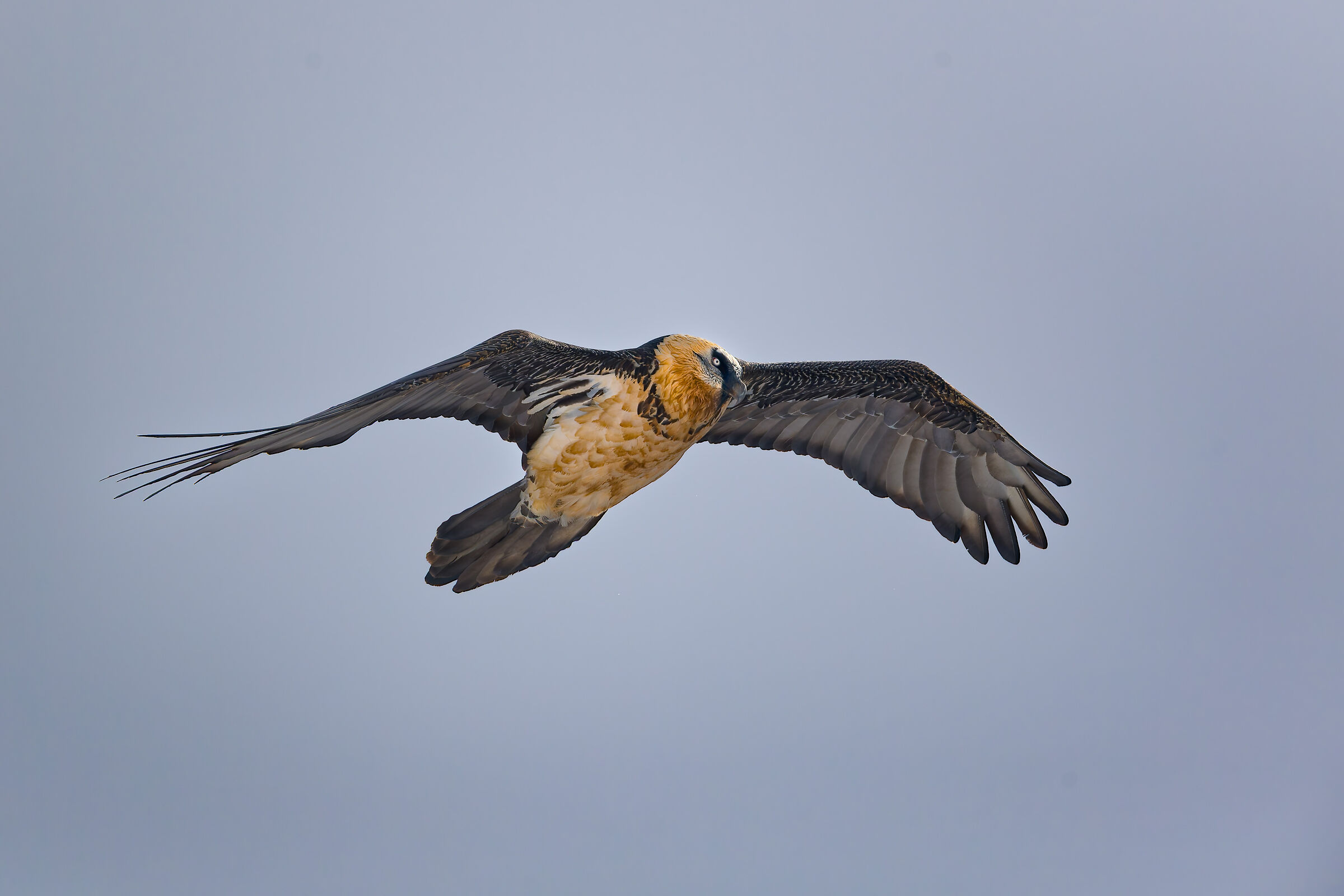 Gypaetus Barbatus - Parco Nazionale Gran Paradiso