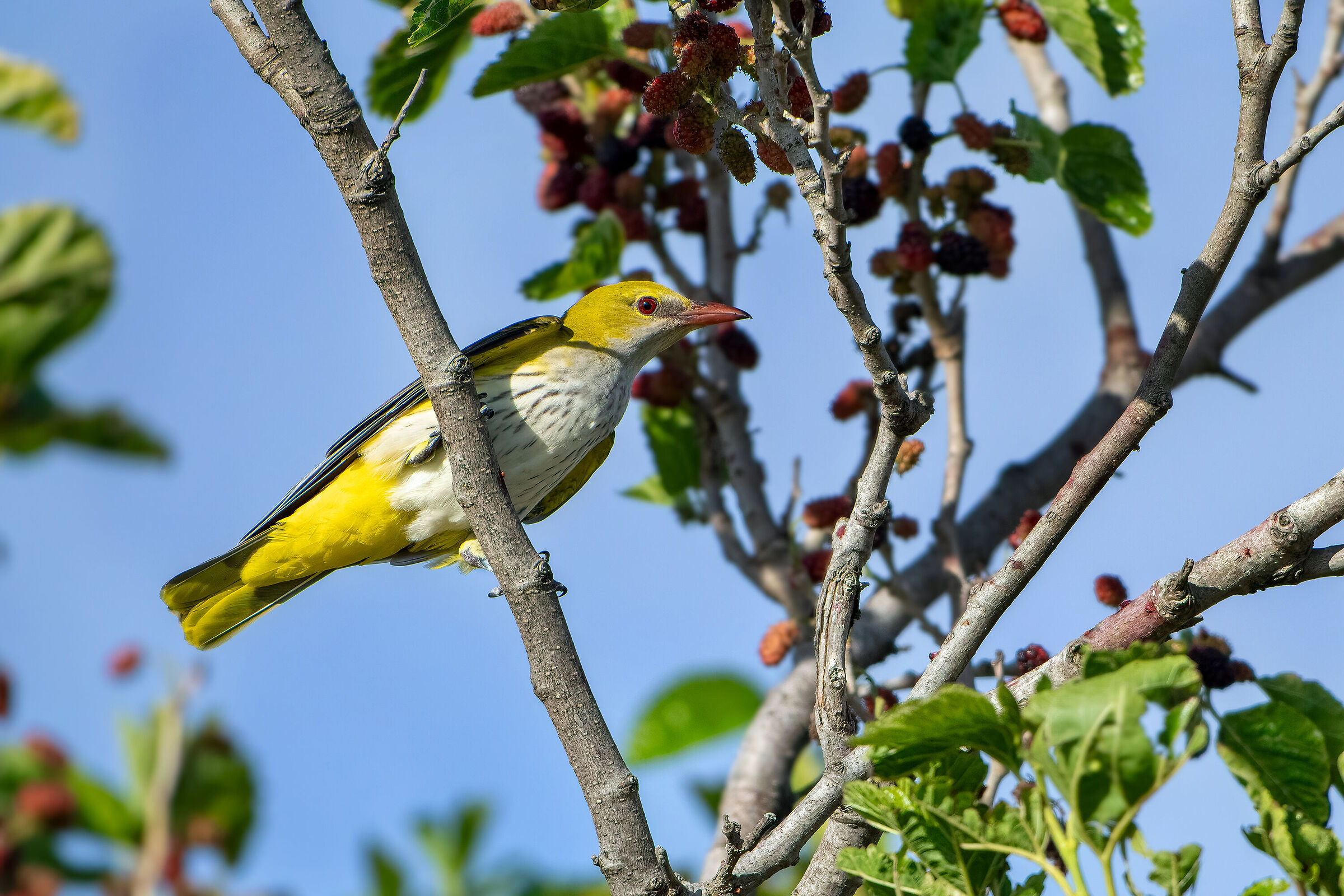 Golden oriole