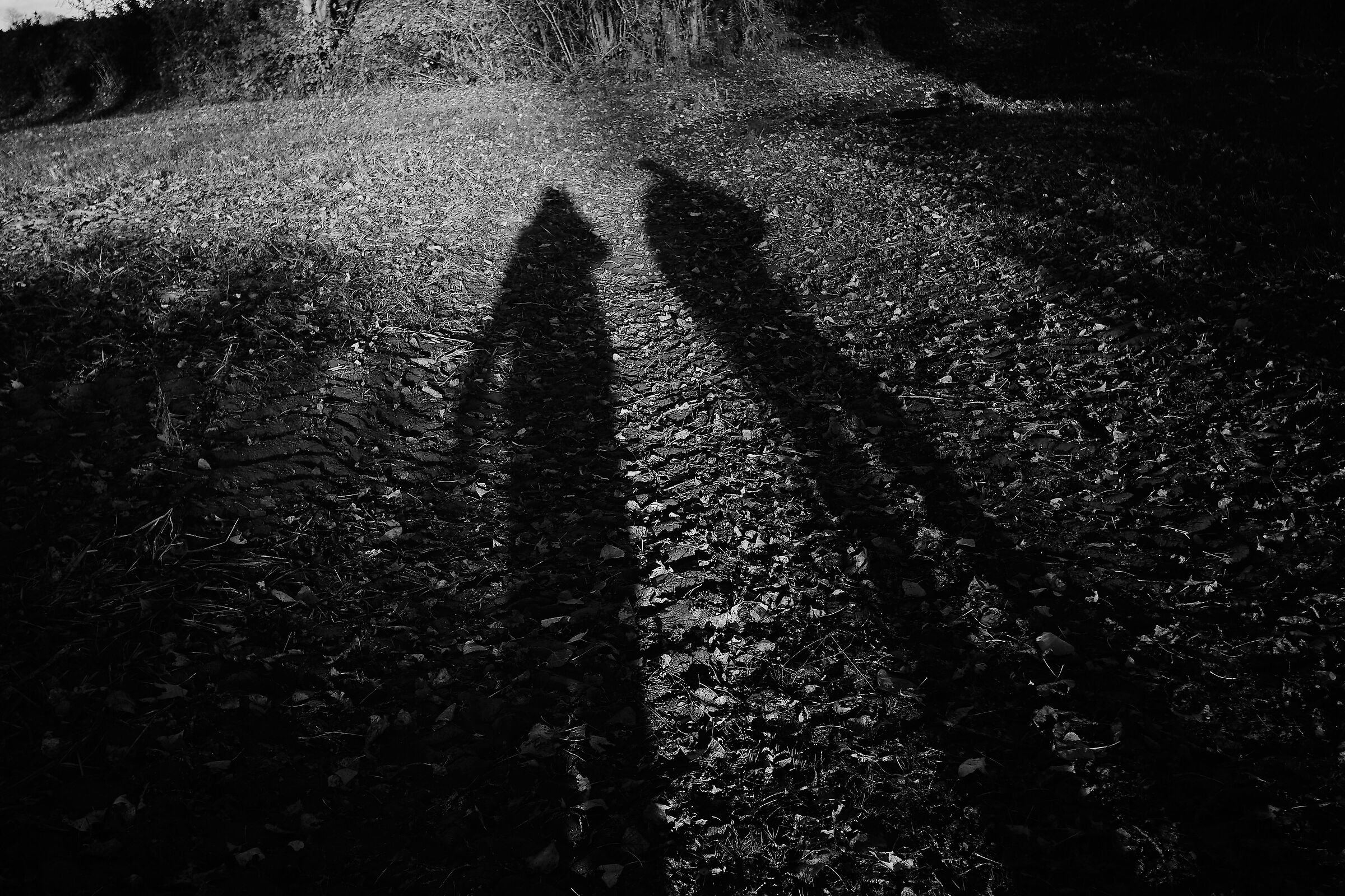 Shadows