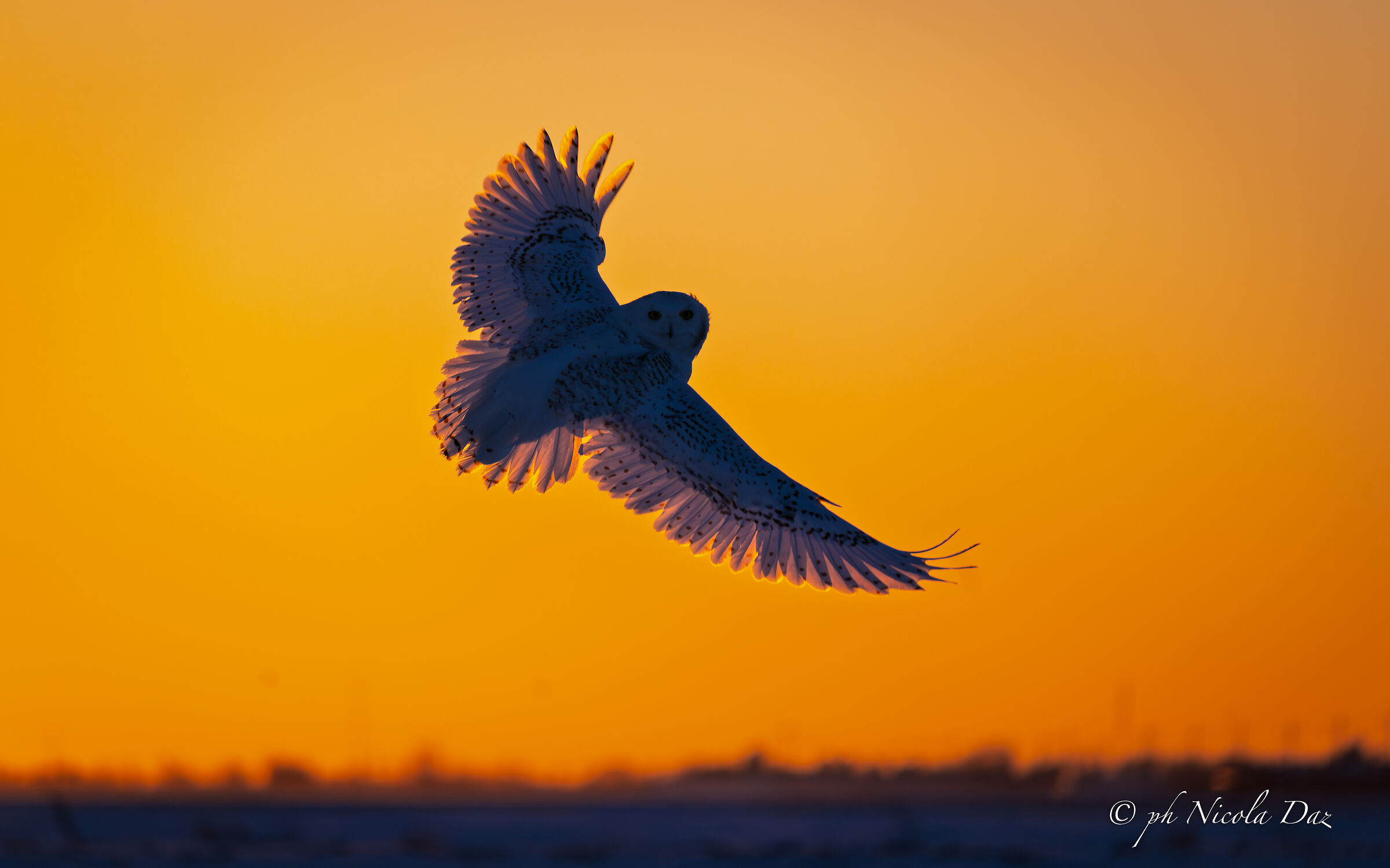 Sunset backlit "Snowy Owl"