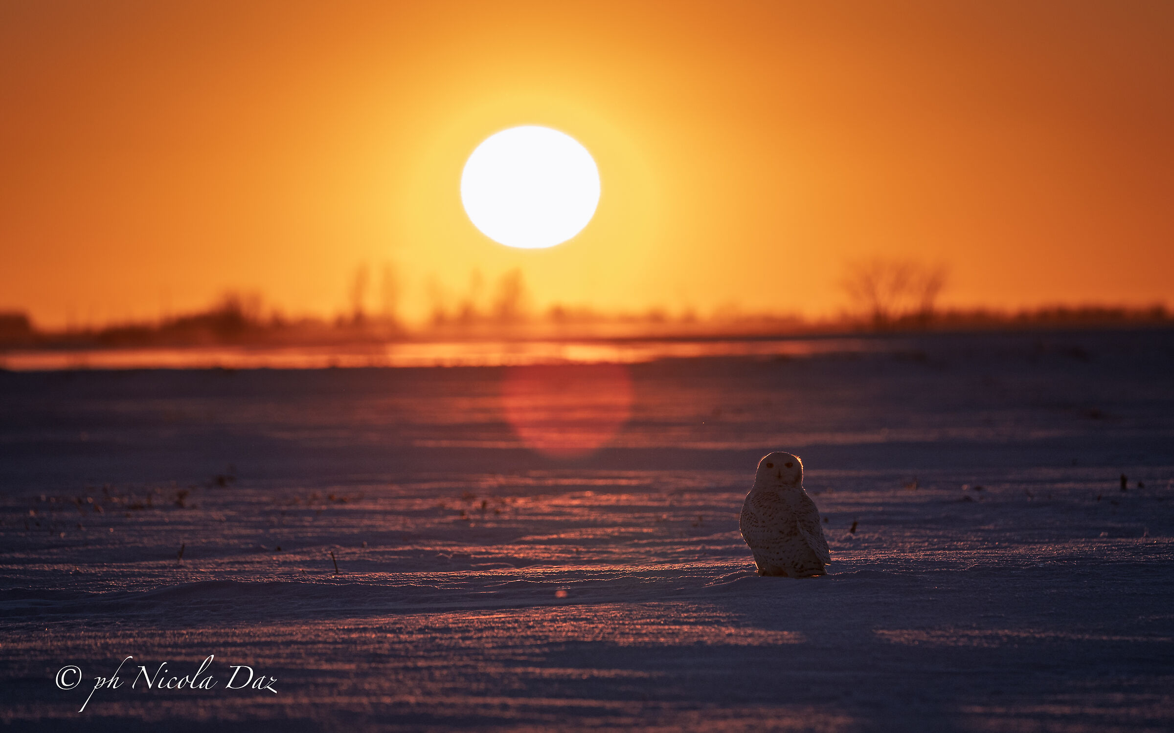 Backlight Sunset " Snowy Owl "