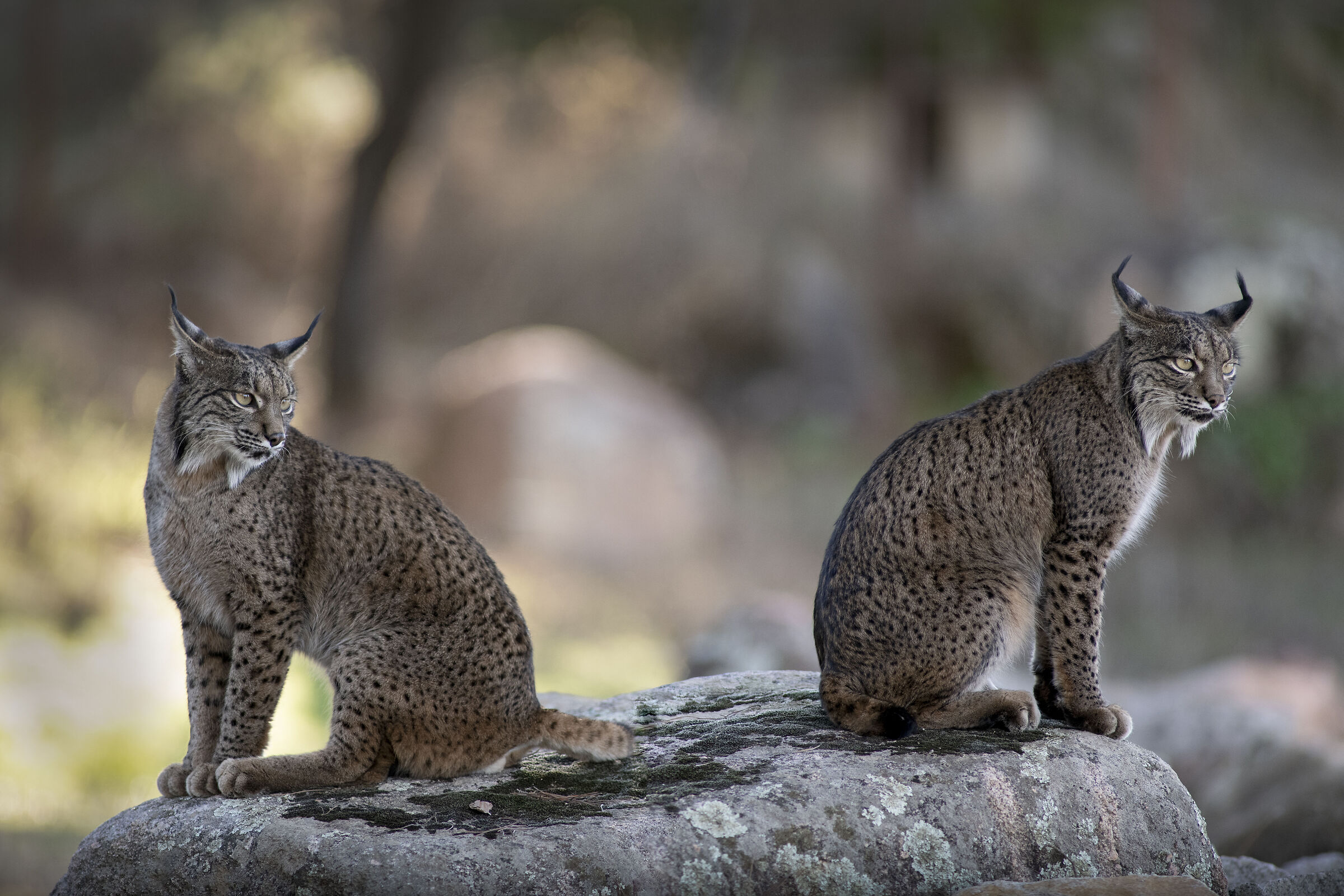 Iberian Lynx (Sierra de Andujar, Spain)