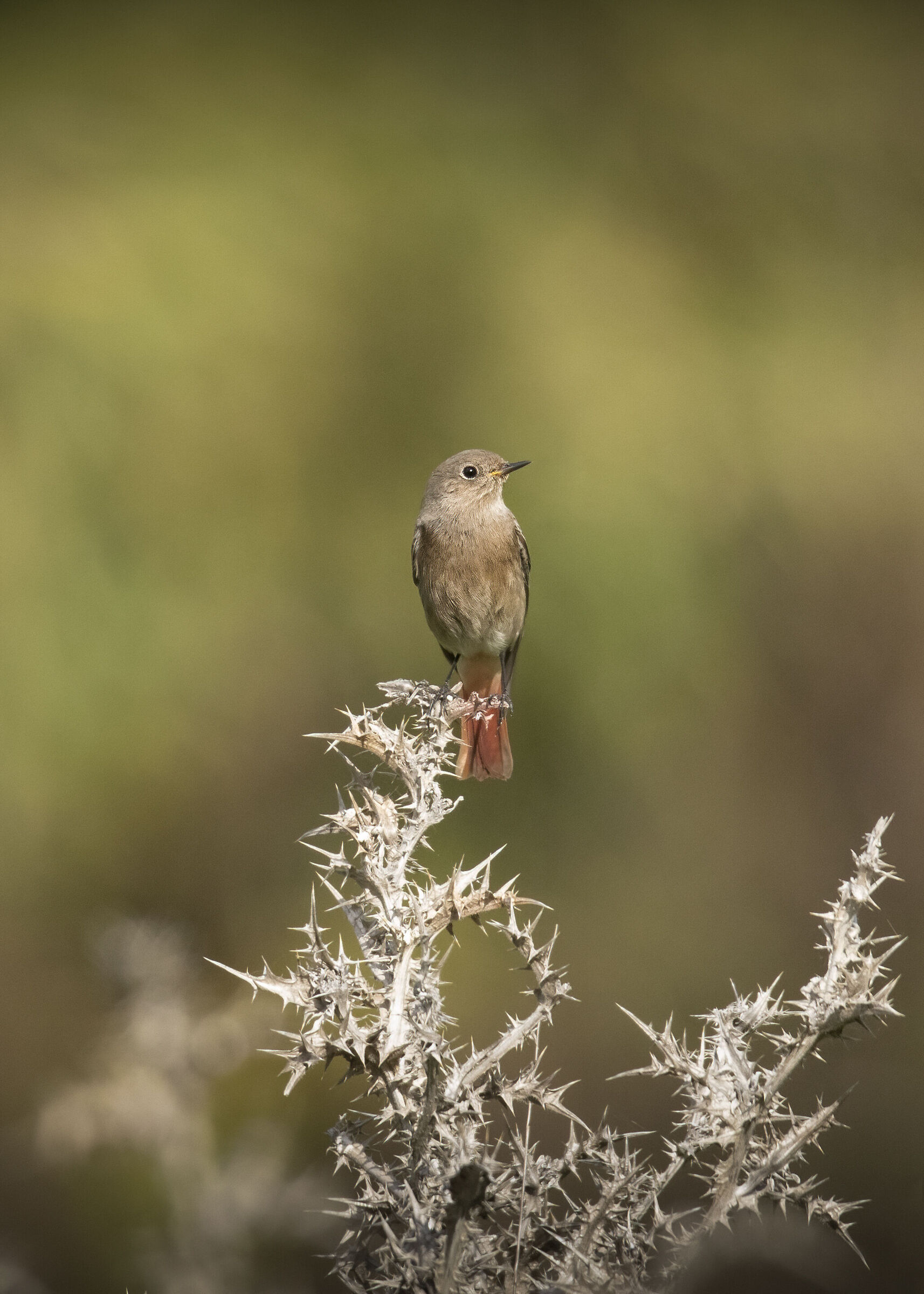 Redstart