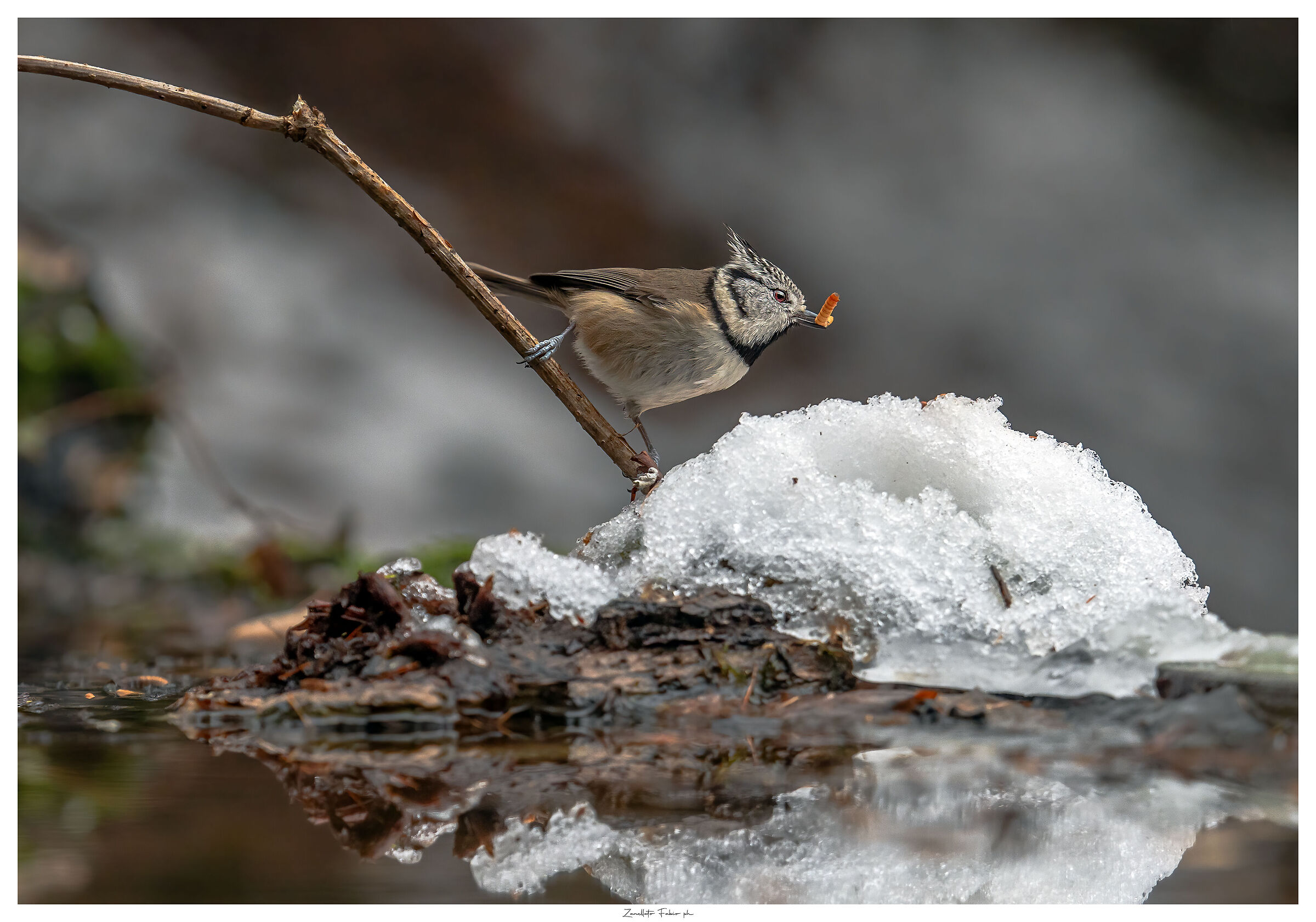 Tufted on a teaspoon of snow