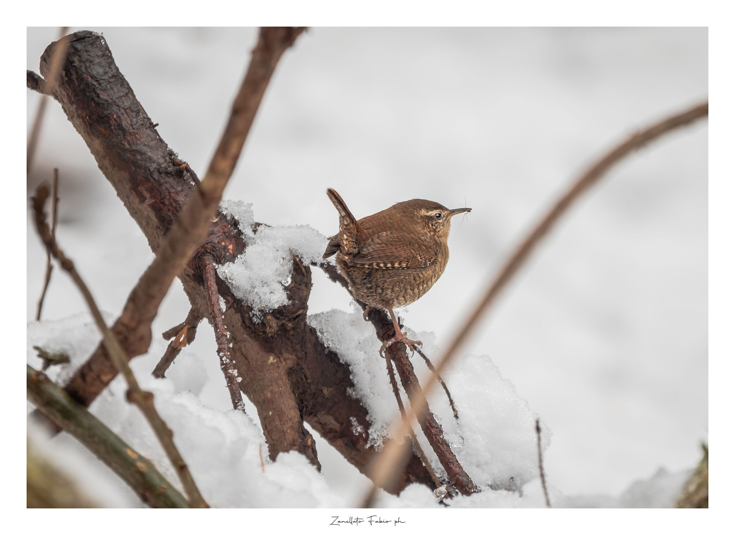Wren with prey