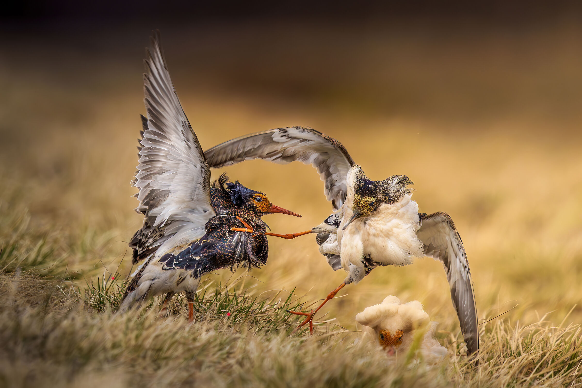 Vento, furia, istinto