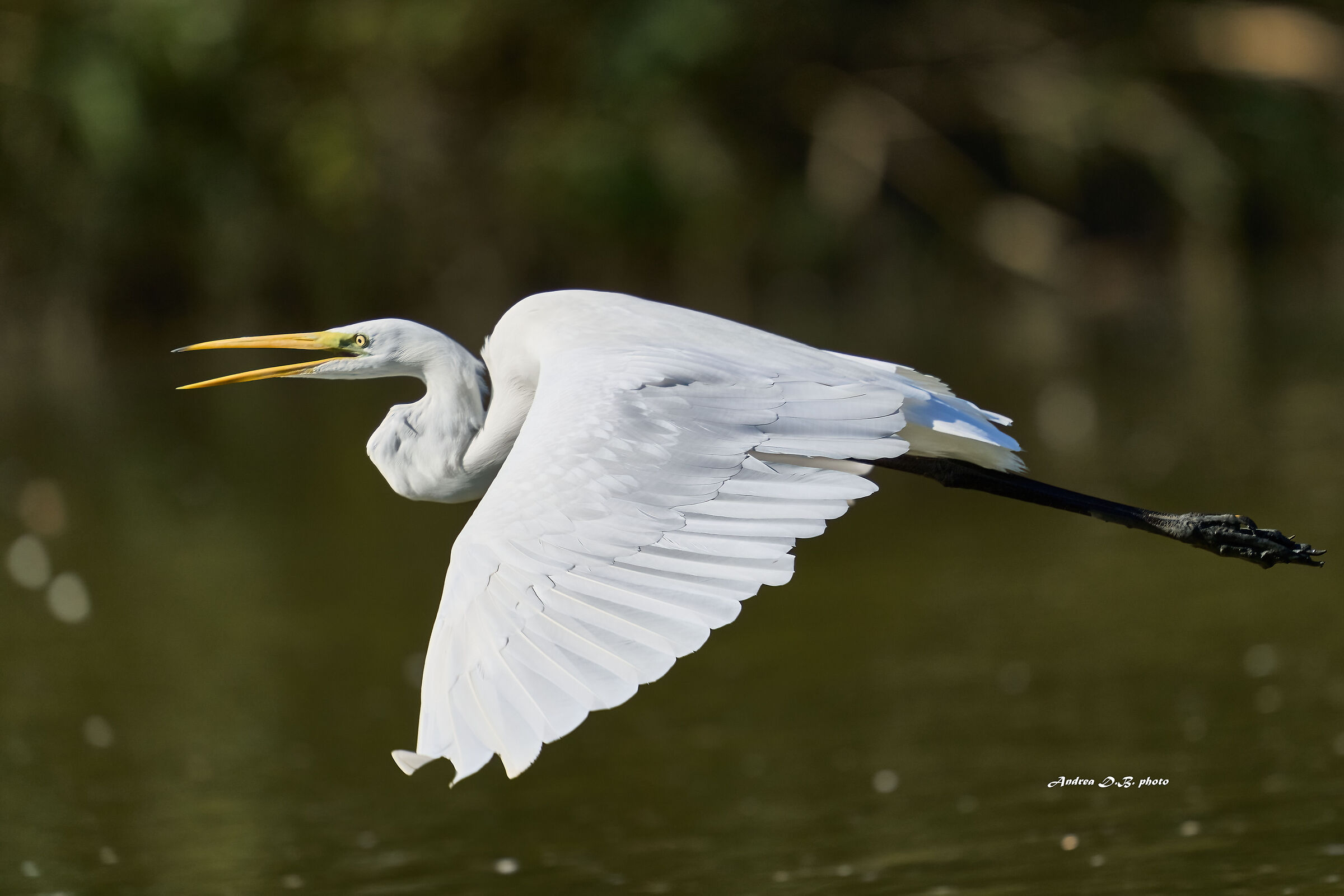 Great Egret with freshly ingested prey