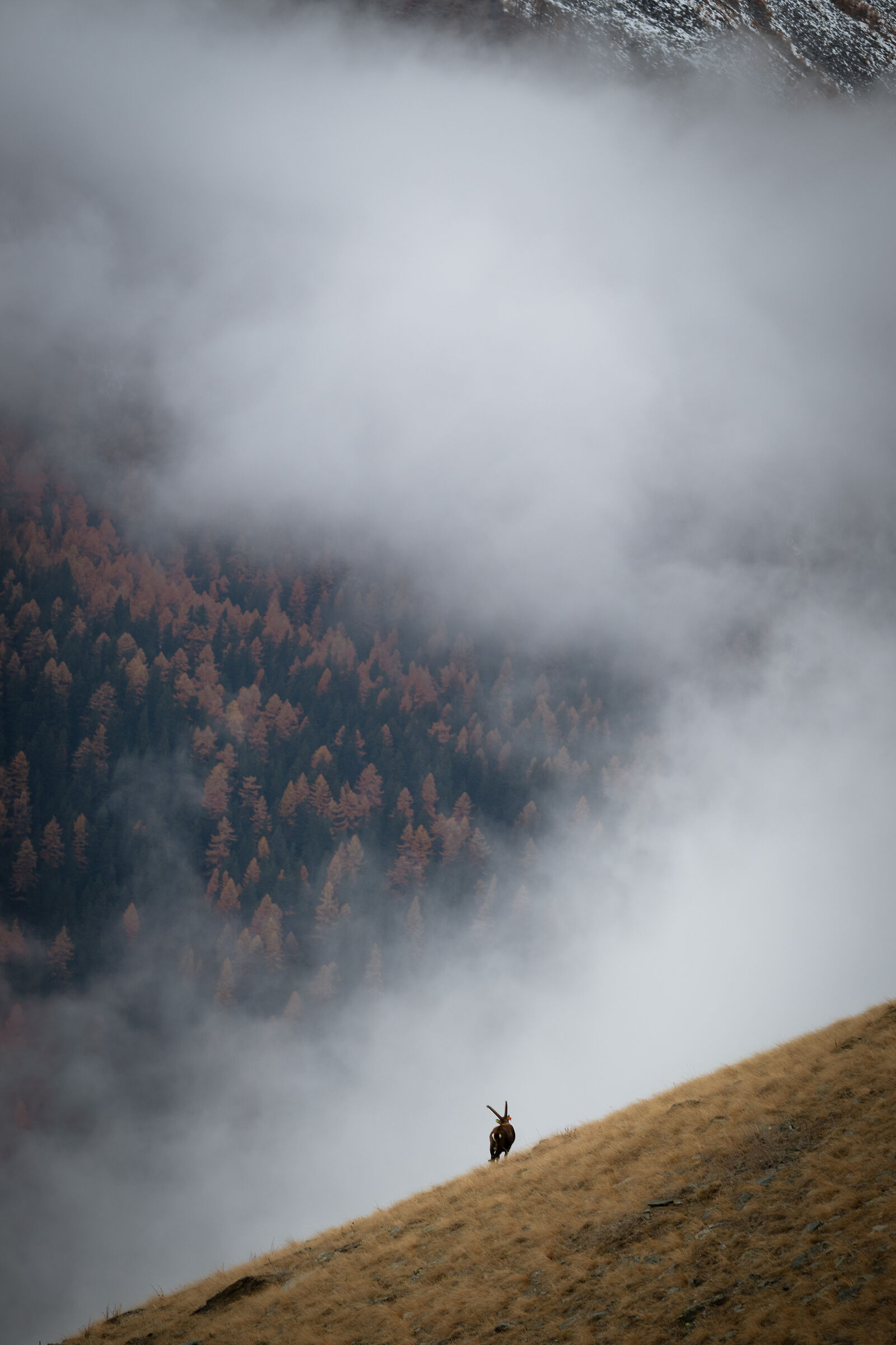 Gran Paradiso ibex