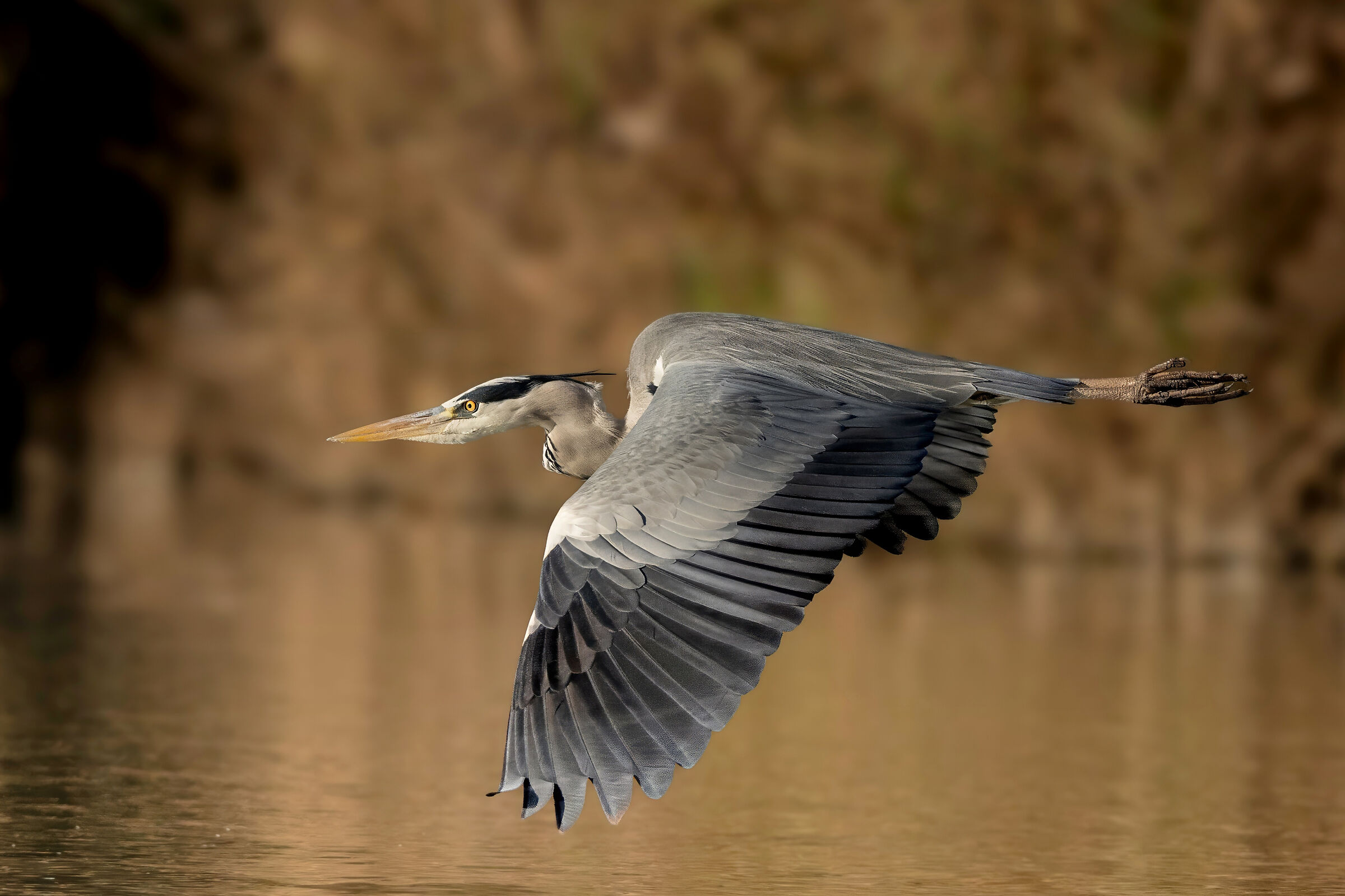 Grey Heron (Ardea cinerea)