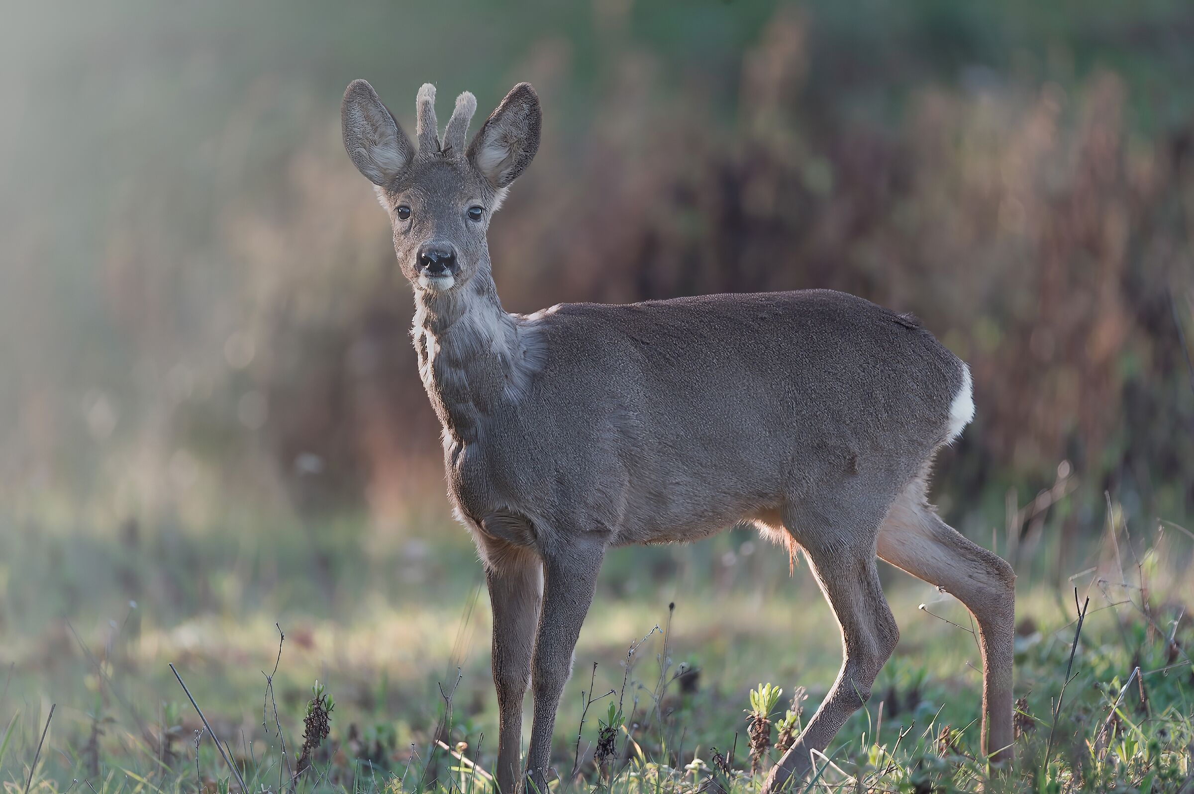 roe deer