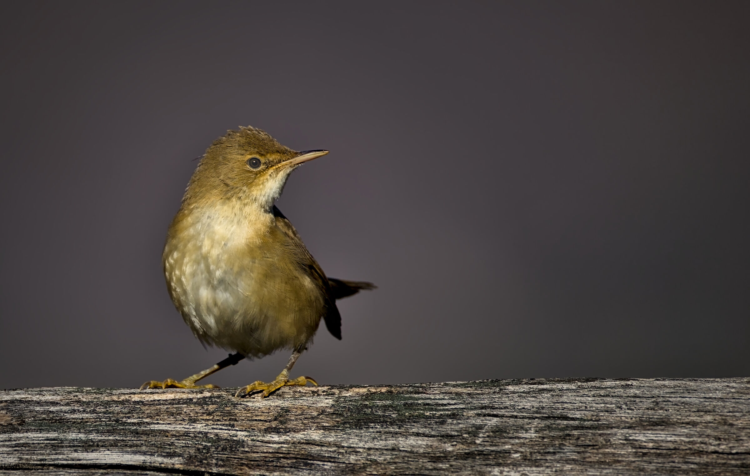 Common Cannoiola
