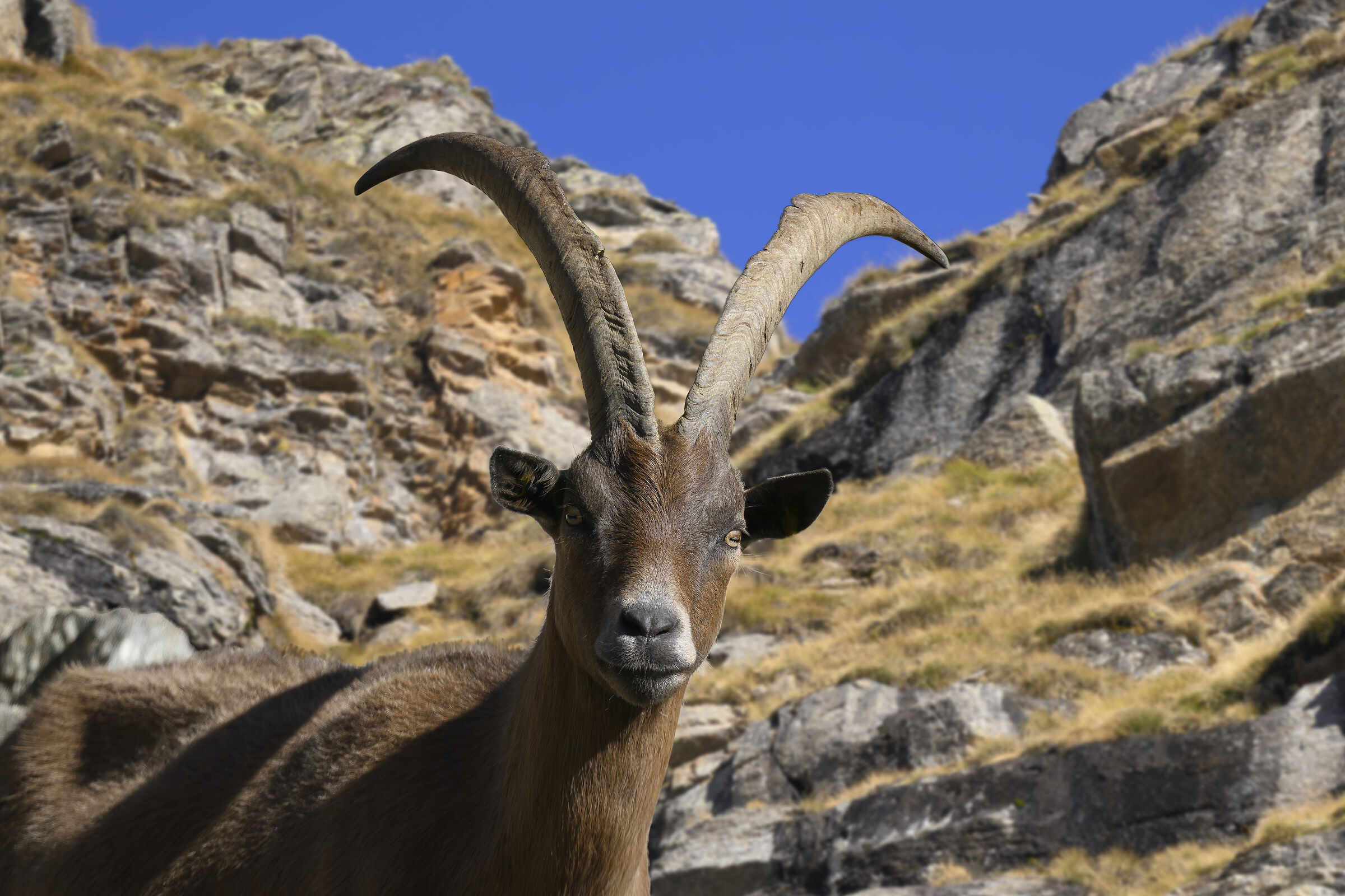 Camosciata delle Alpi