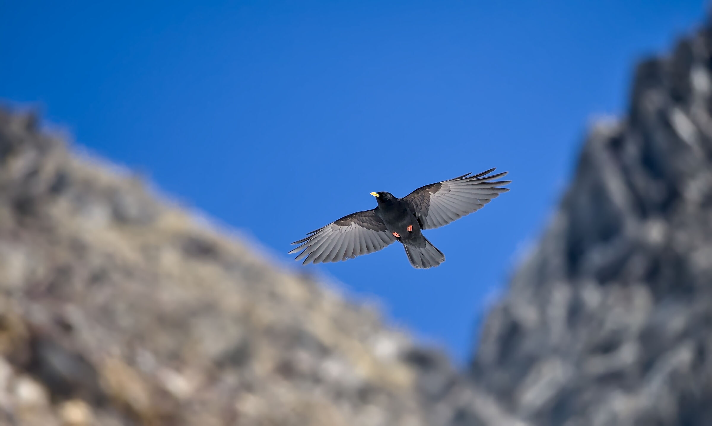 Alpine chough