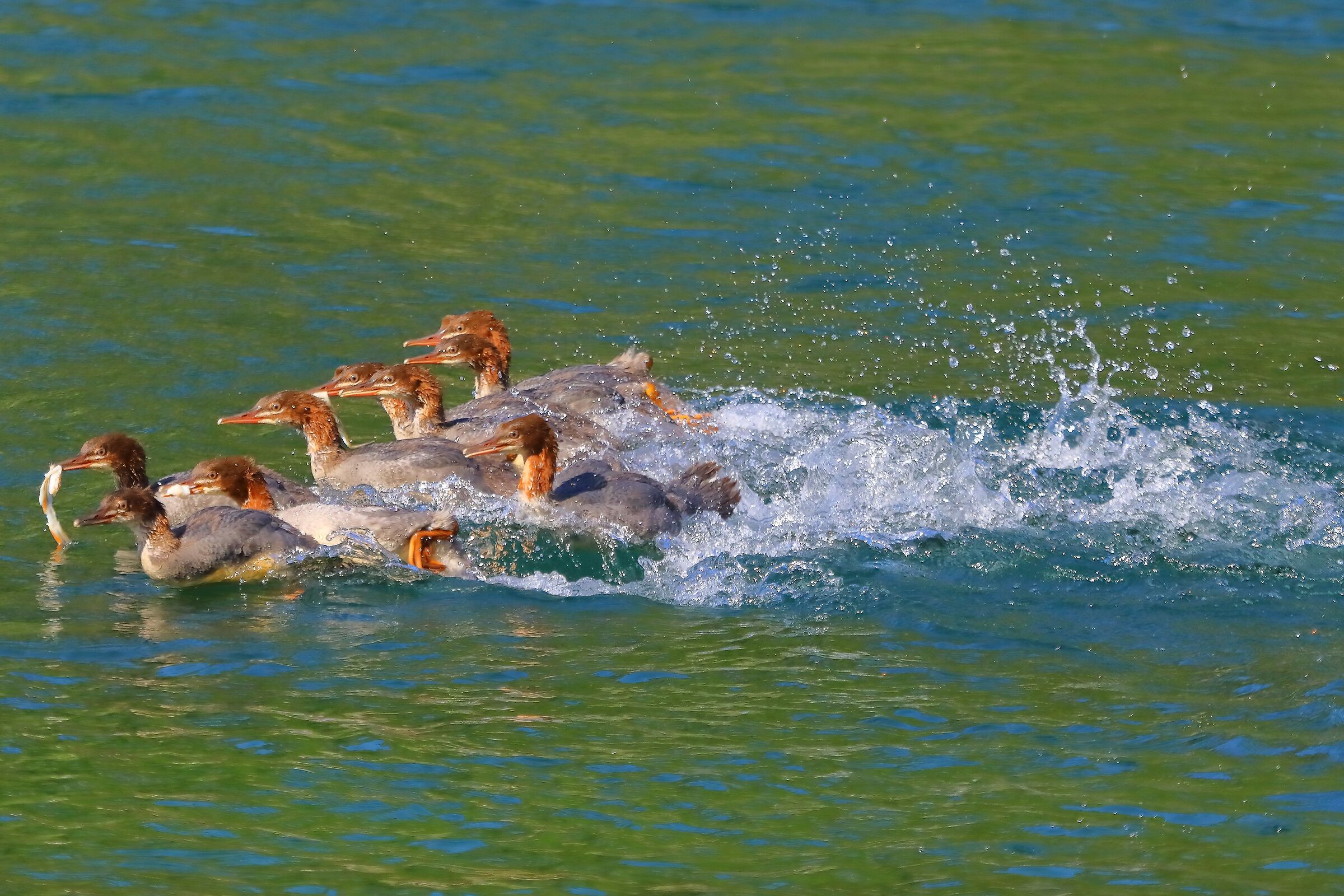 Smerghi J 10 luglio 2025 - 0143