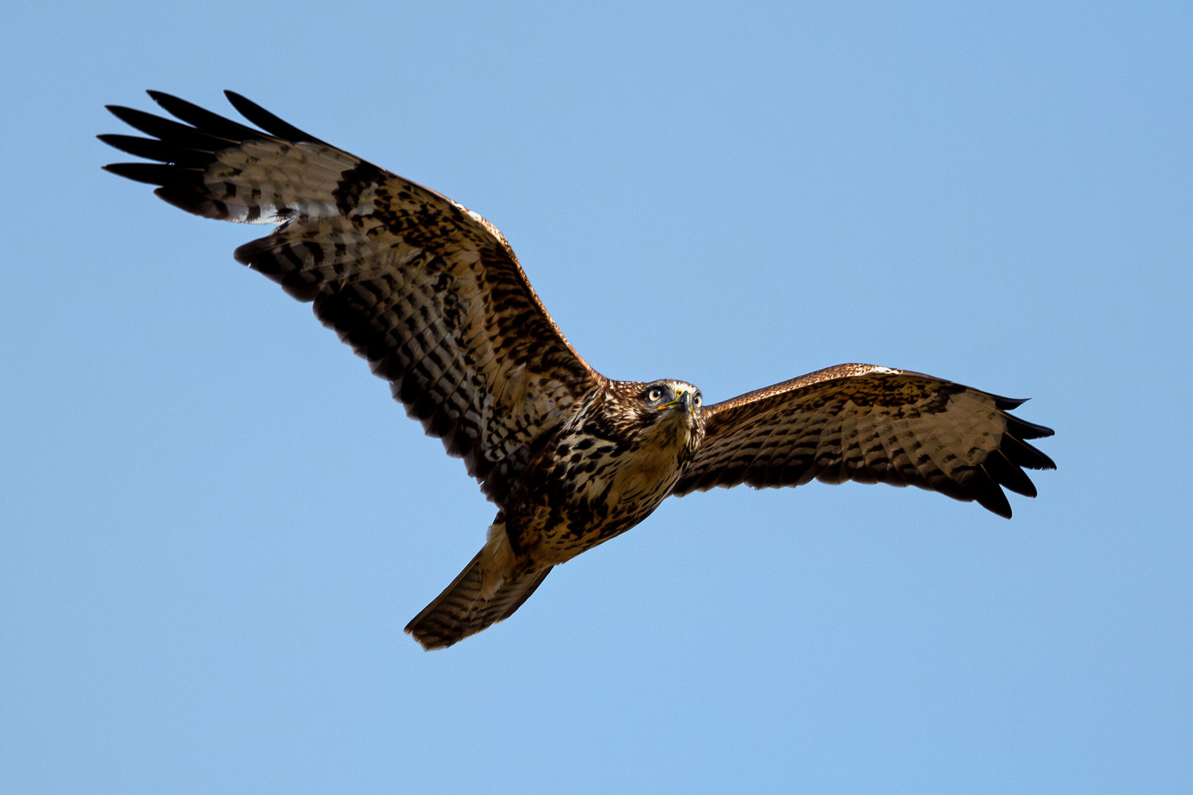 Buzzard