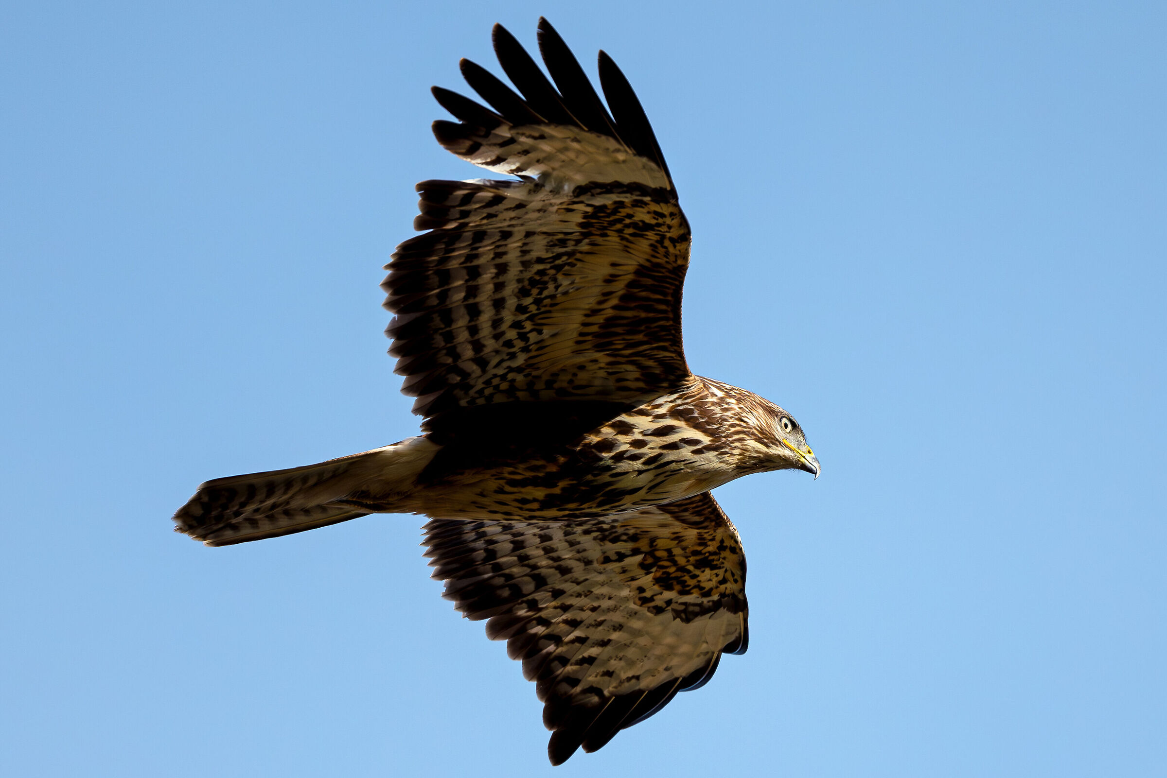 Buzzard