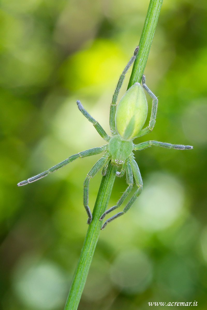 Micrommata virescens