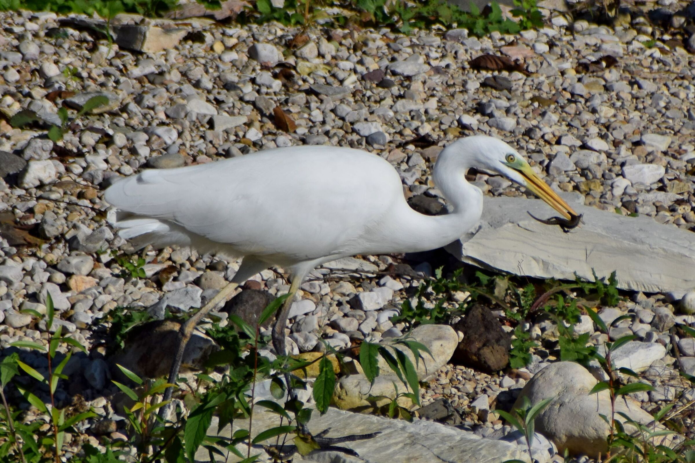 Heron with lizard