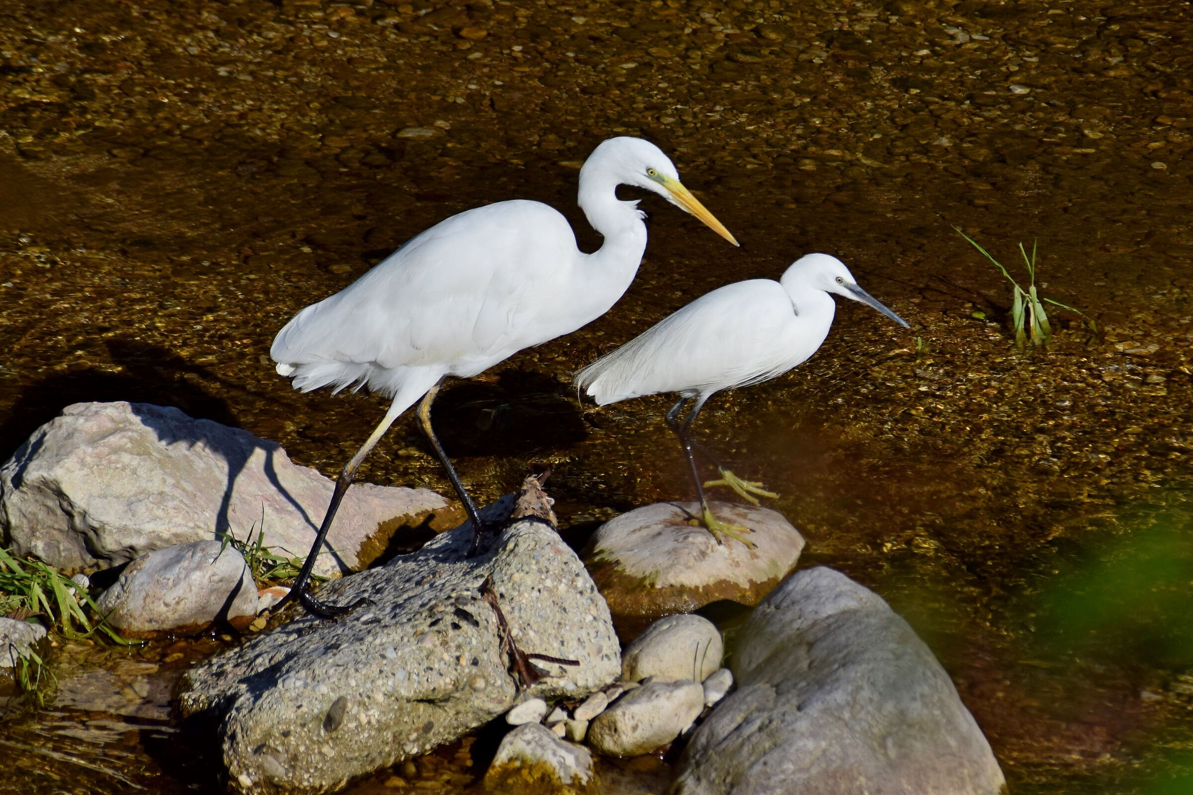 Heron with egret