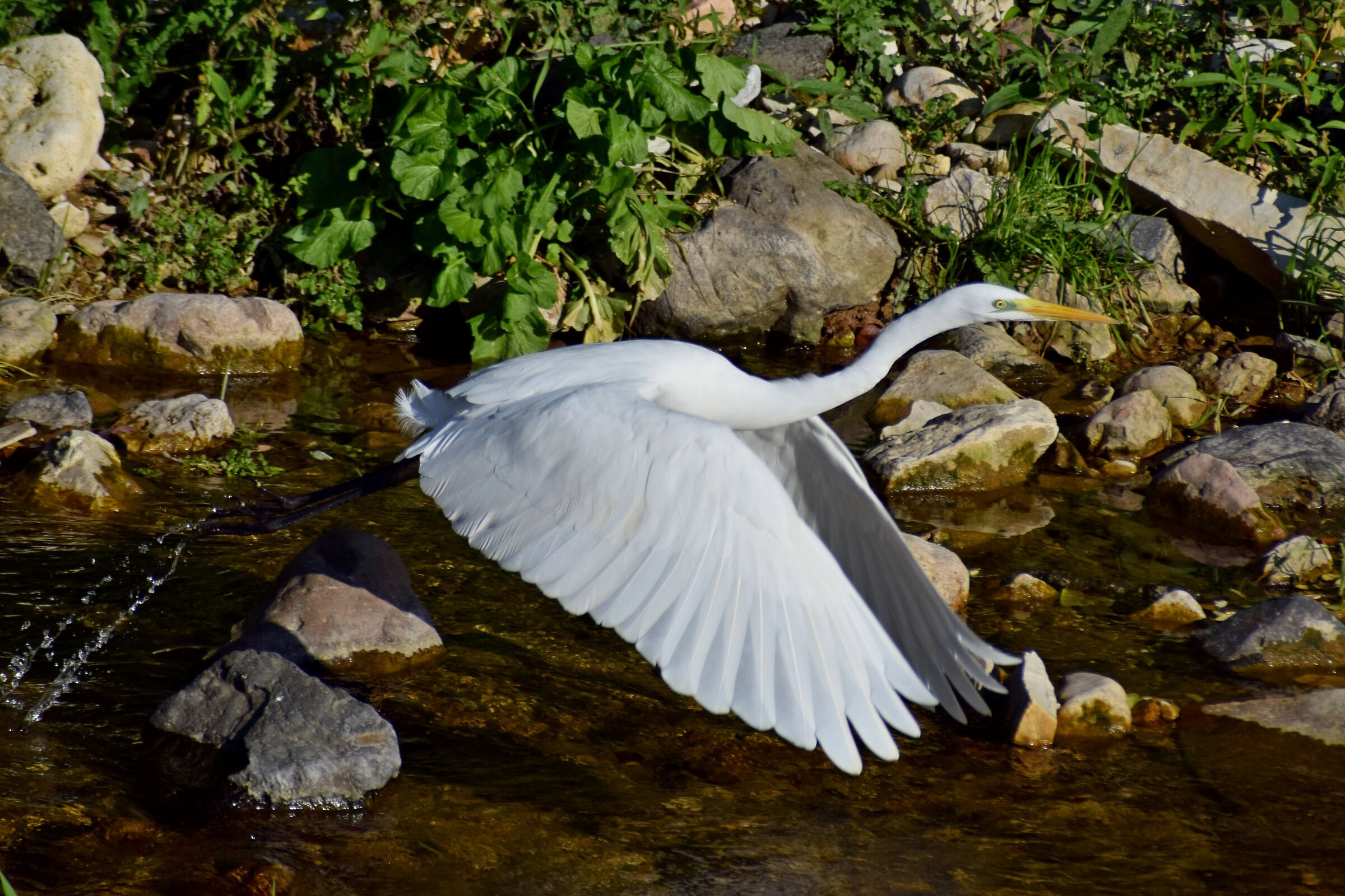 Flapping of wings