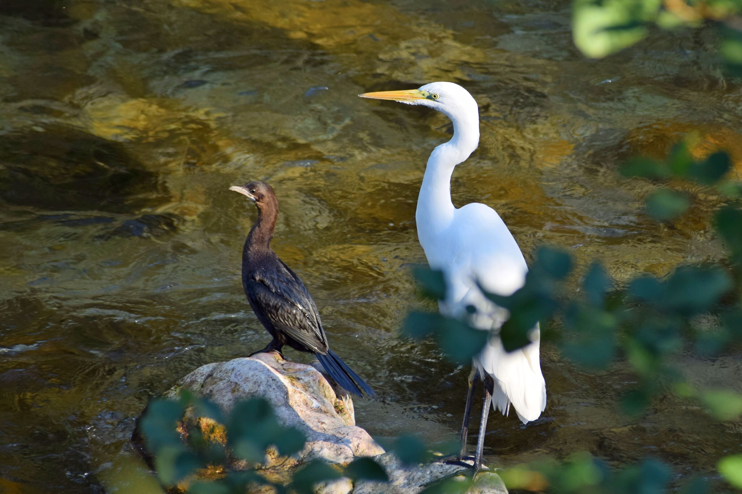Cormorant and heron