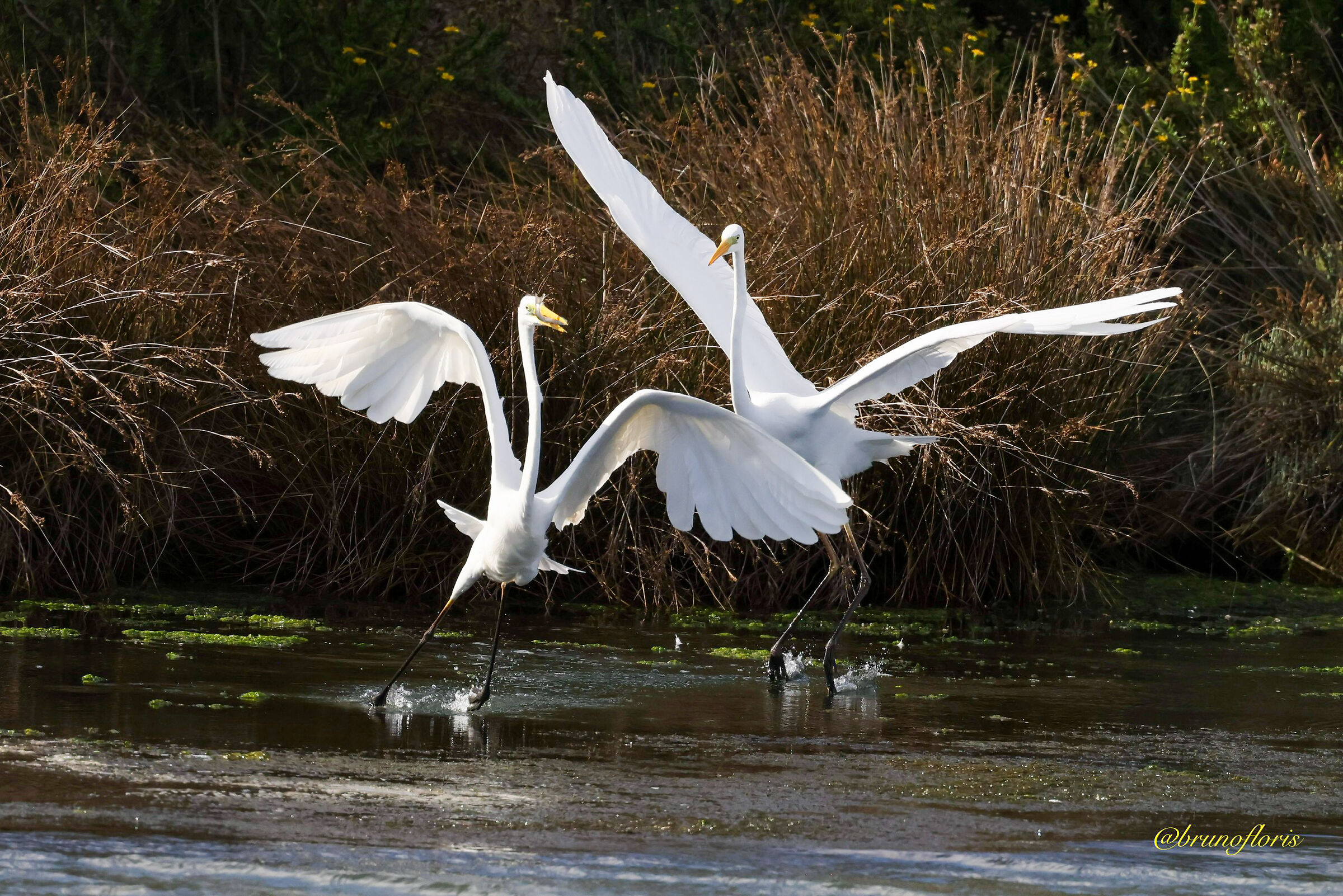 Airone bianco maggiore