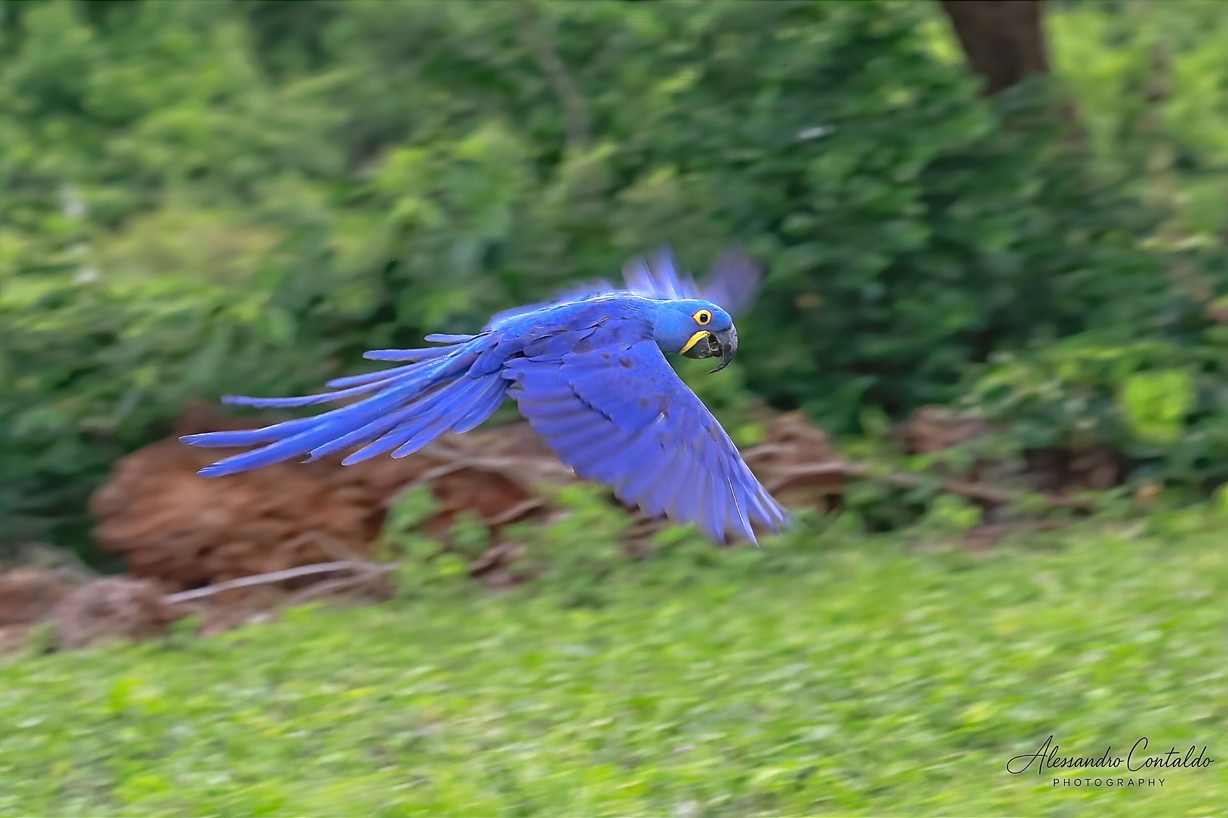 Anodorhynchus hyacinthinus