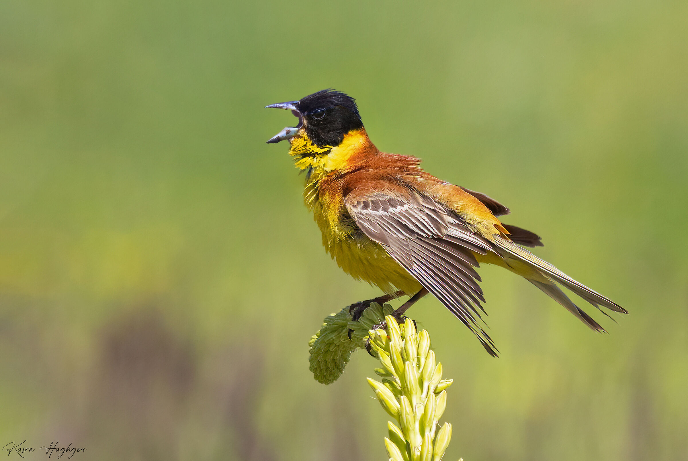 Black-headed bunting