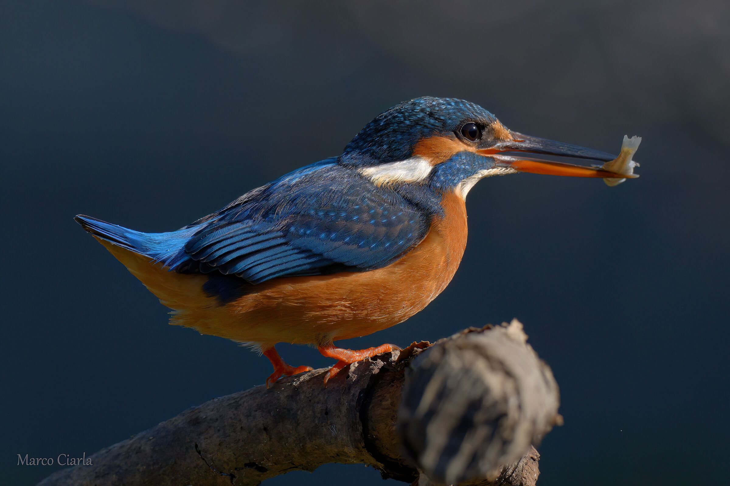 Kingfisher