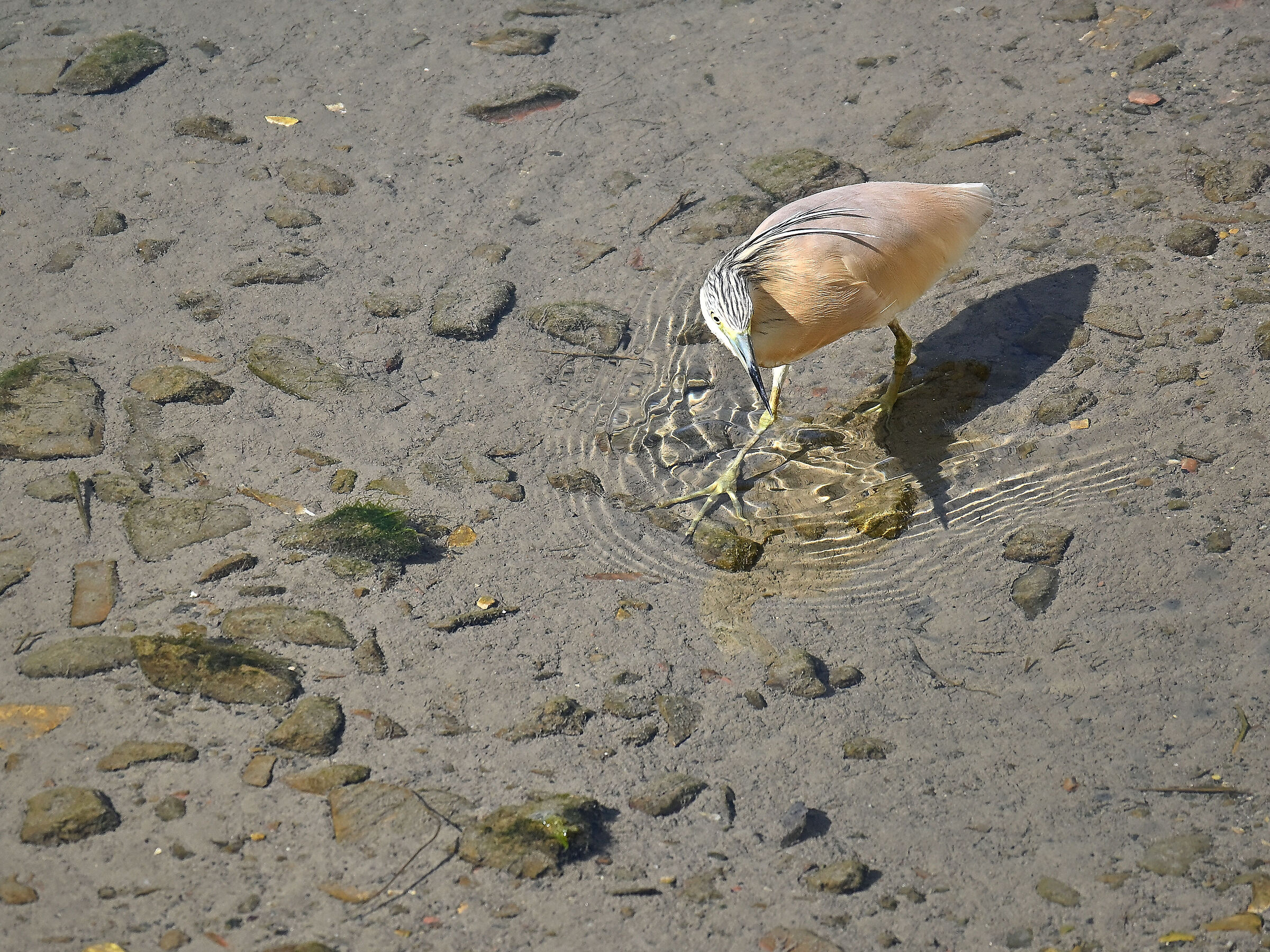 Squacco heron