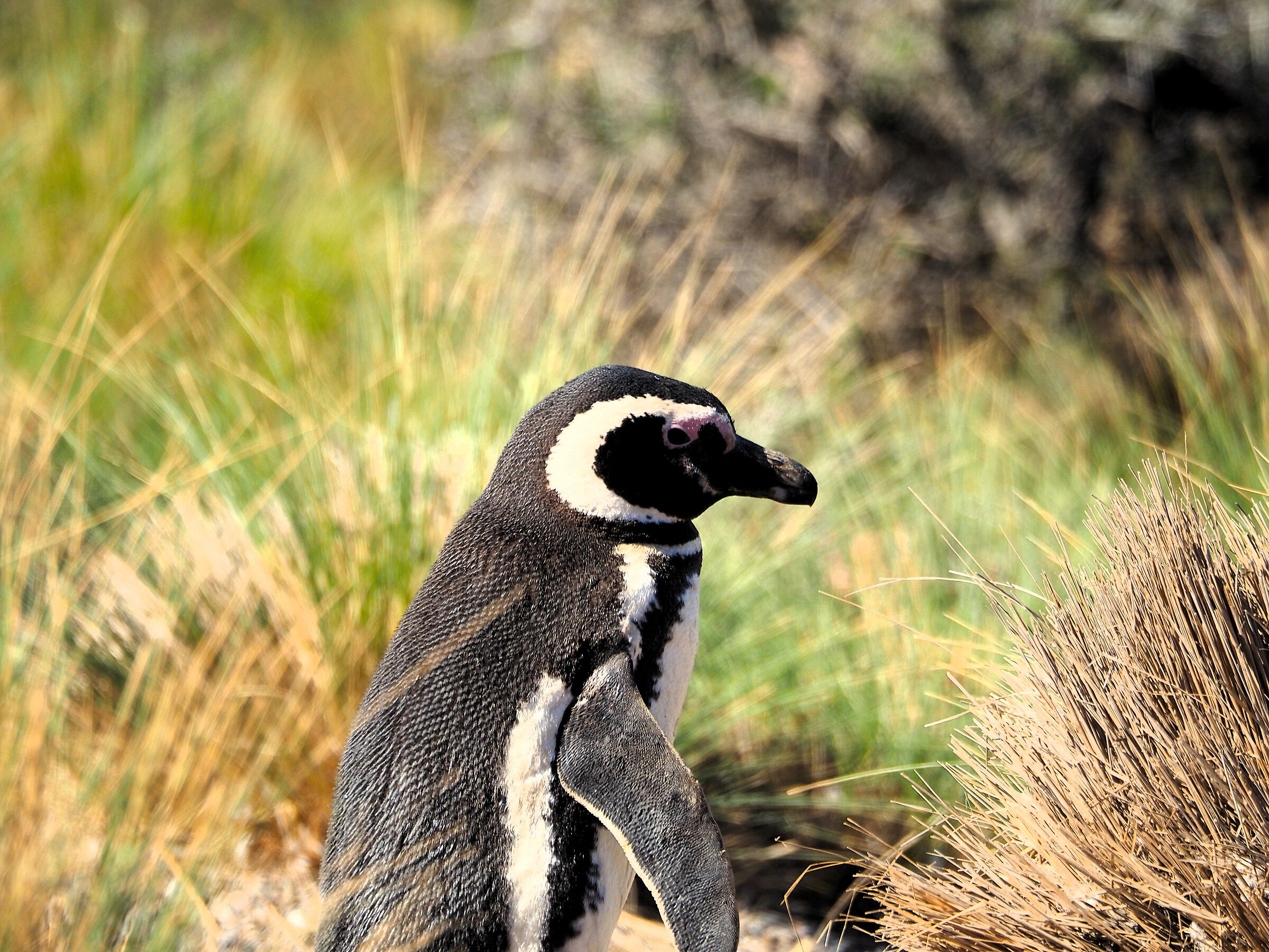 Patagonia, Punta Tombo, pinguino