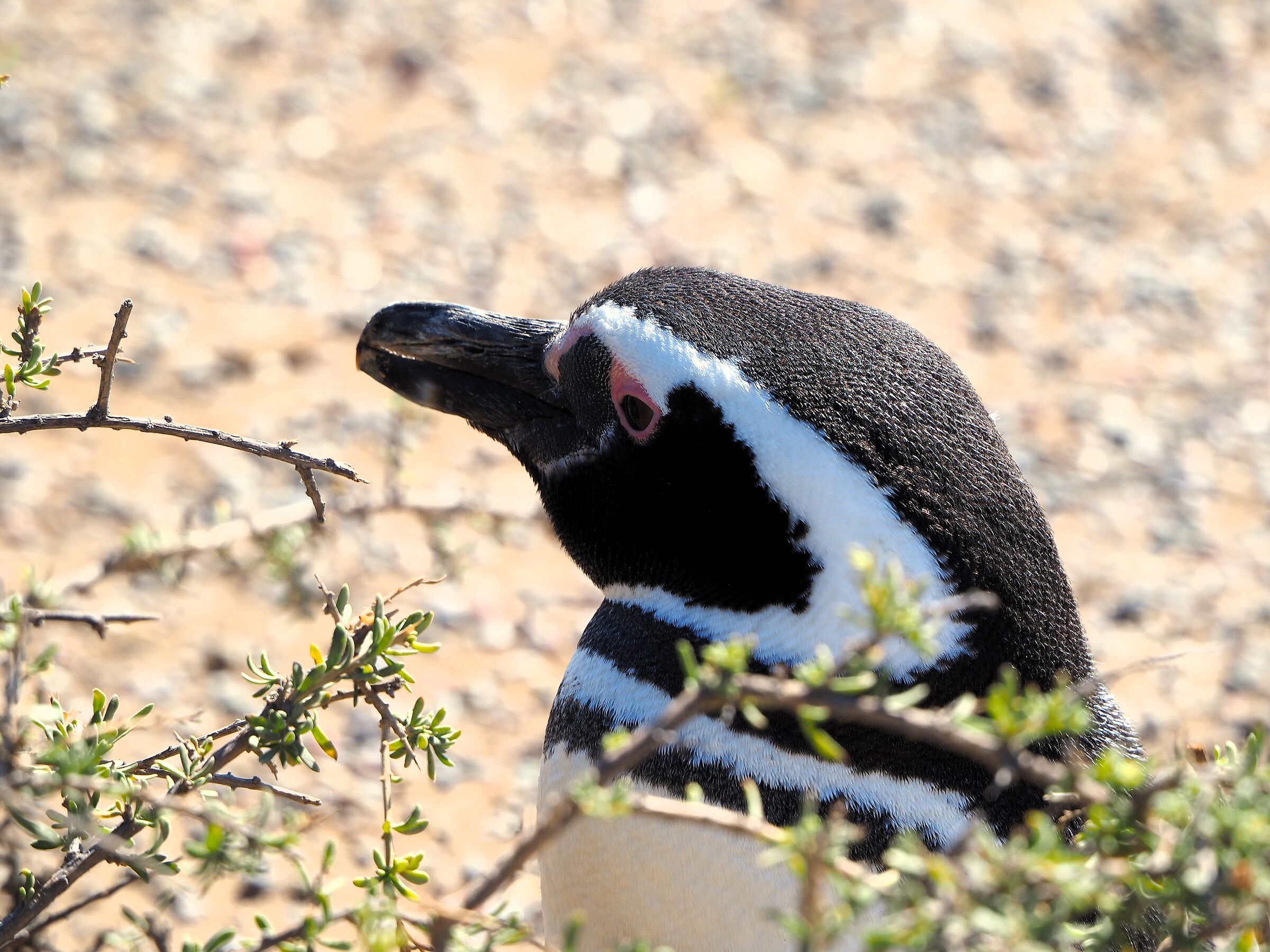 Patagonia, Punta Tombo, pinguino