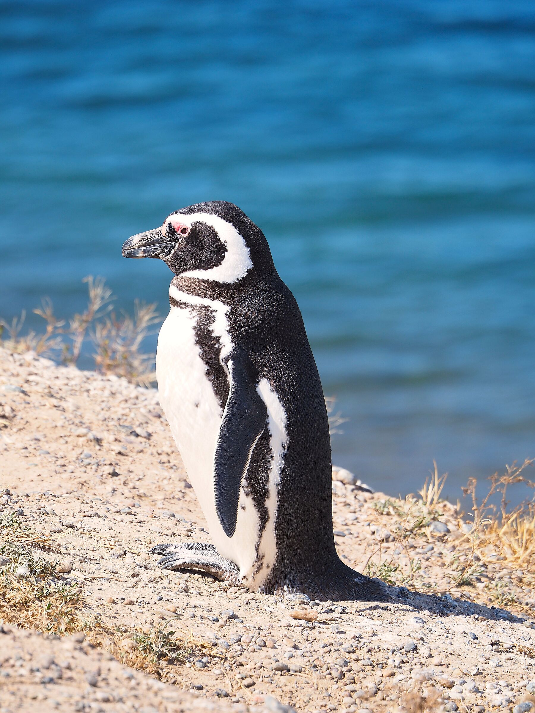 Patagonia, Puerto Piramides, pinguino