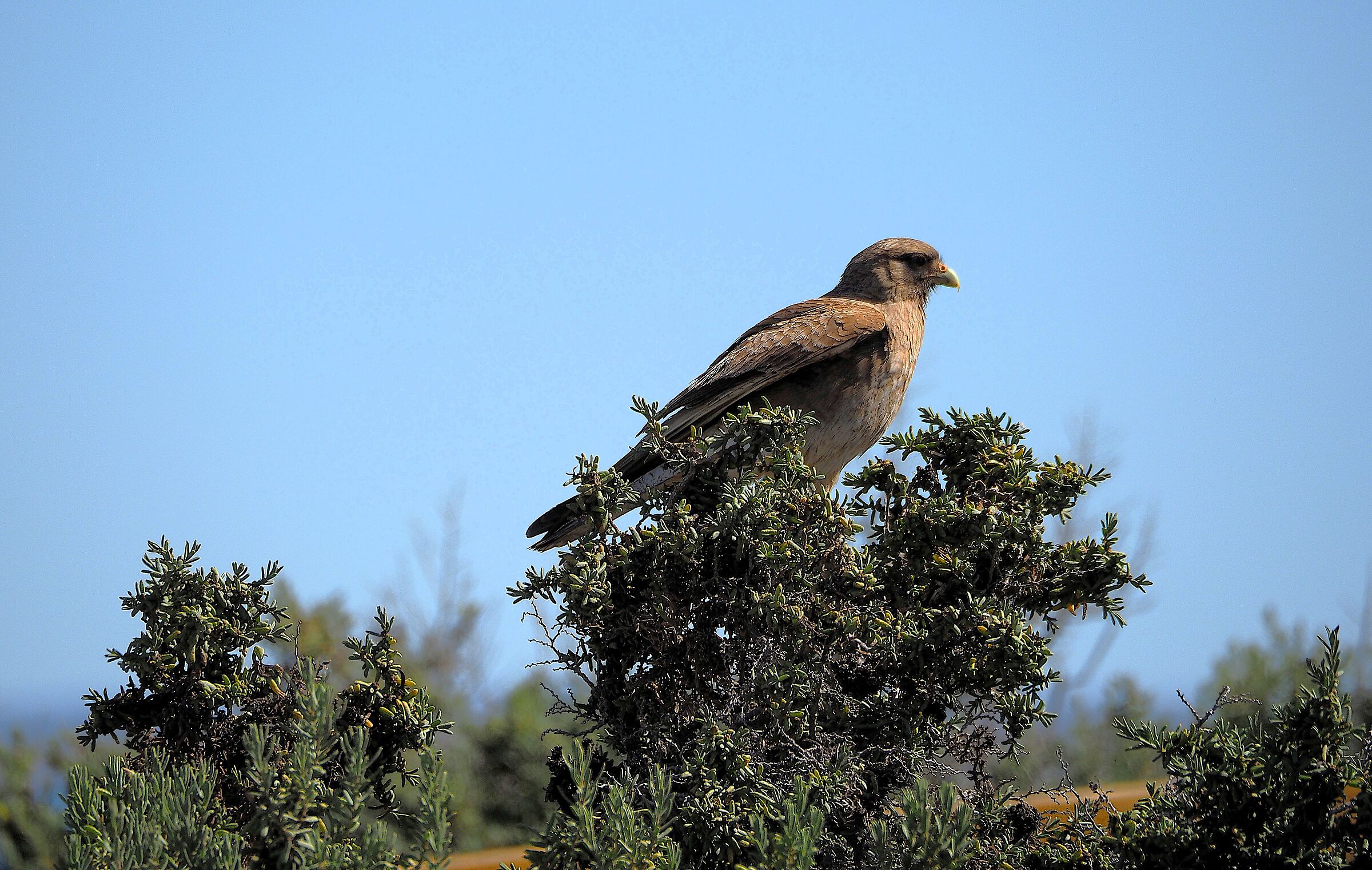 Patagonia, Punta Tombo, falco