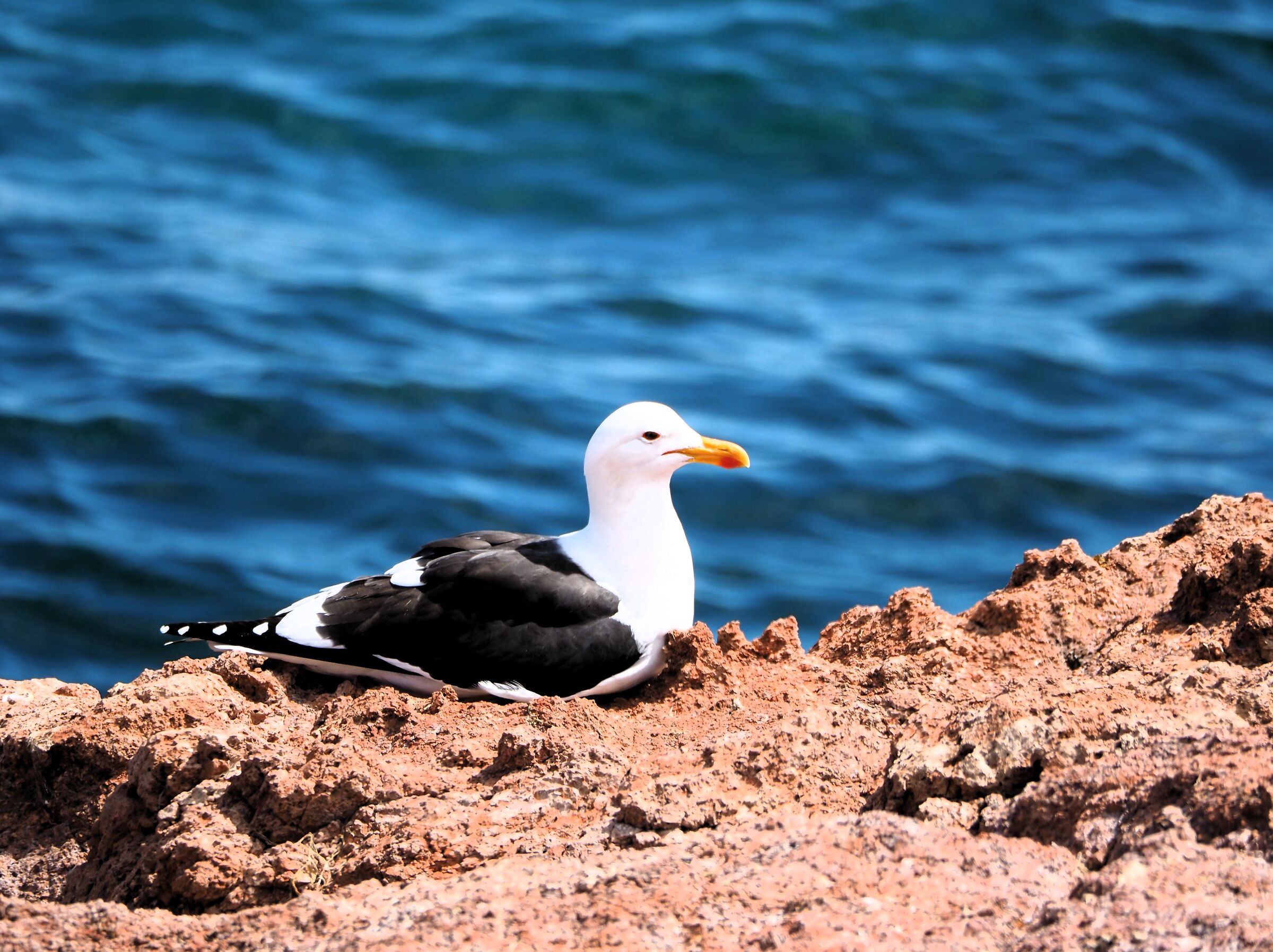 Patagonia, Punta Tombo, gabbiano