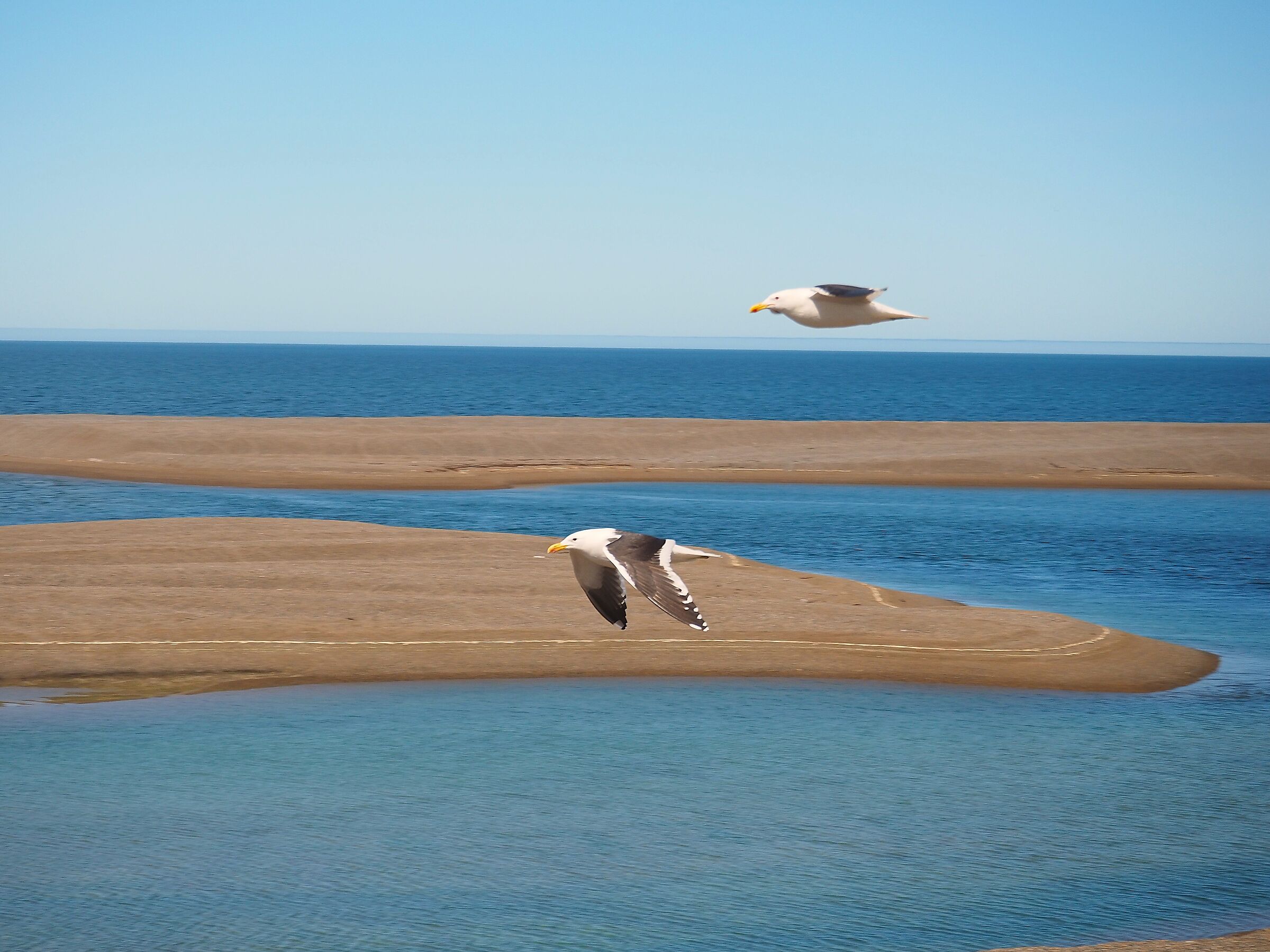 Patagonia, Puerto Piramides, gabbiani