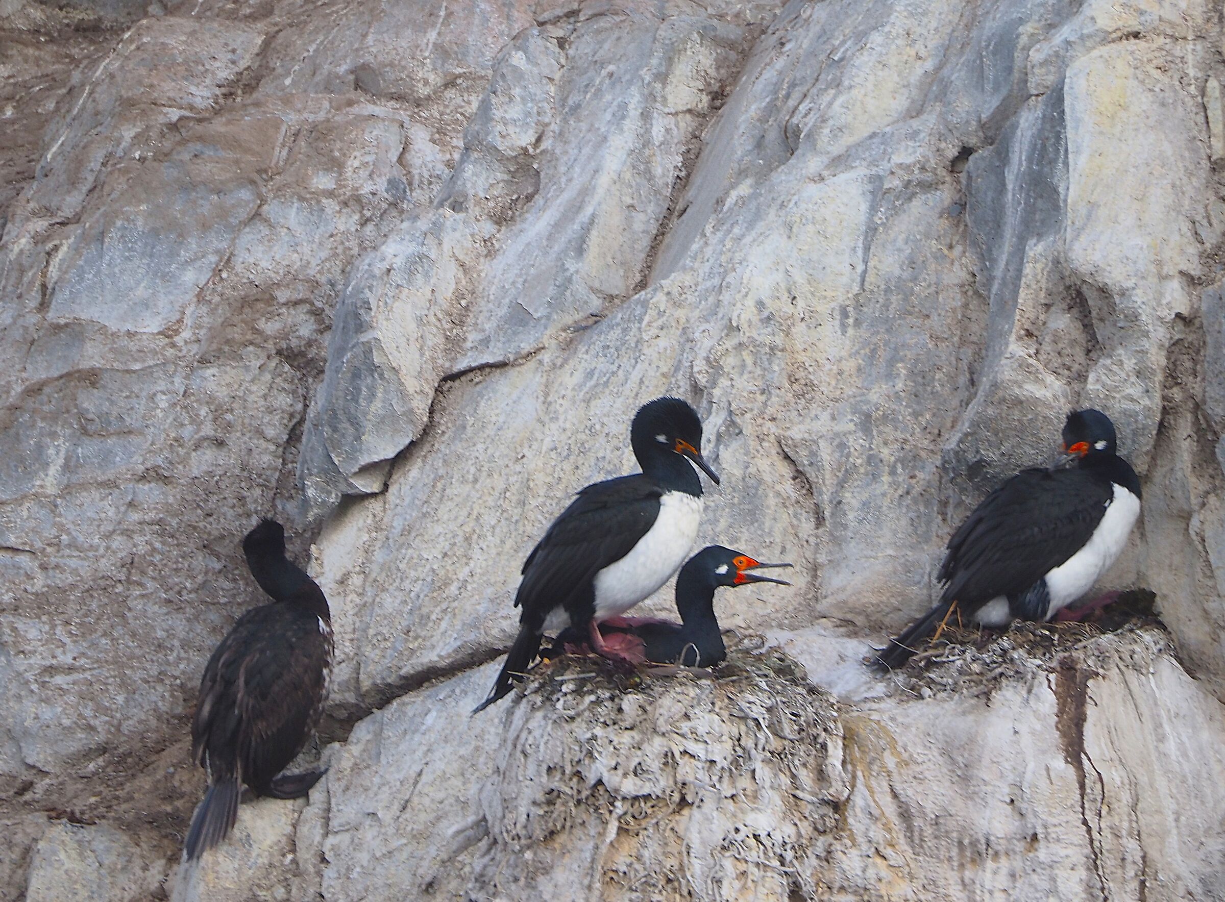 Patagonia, lago Argentino, cormorani