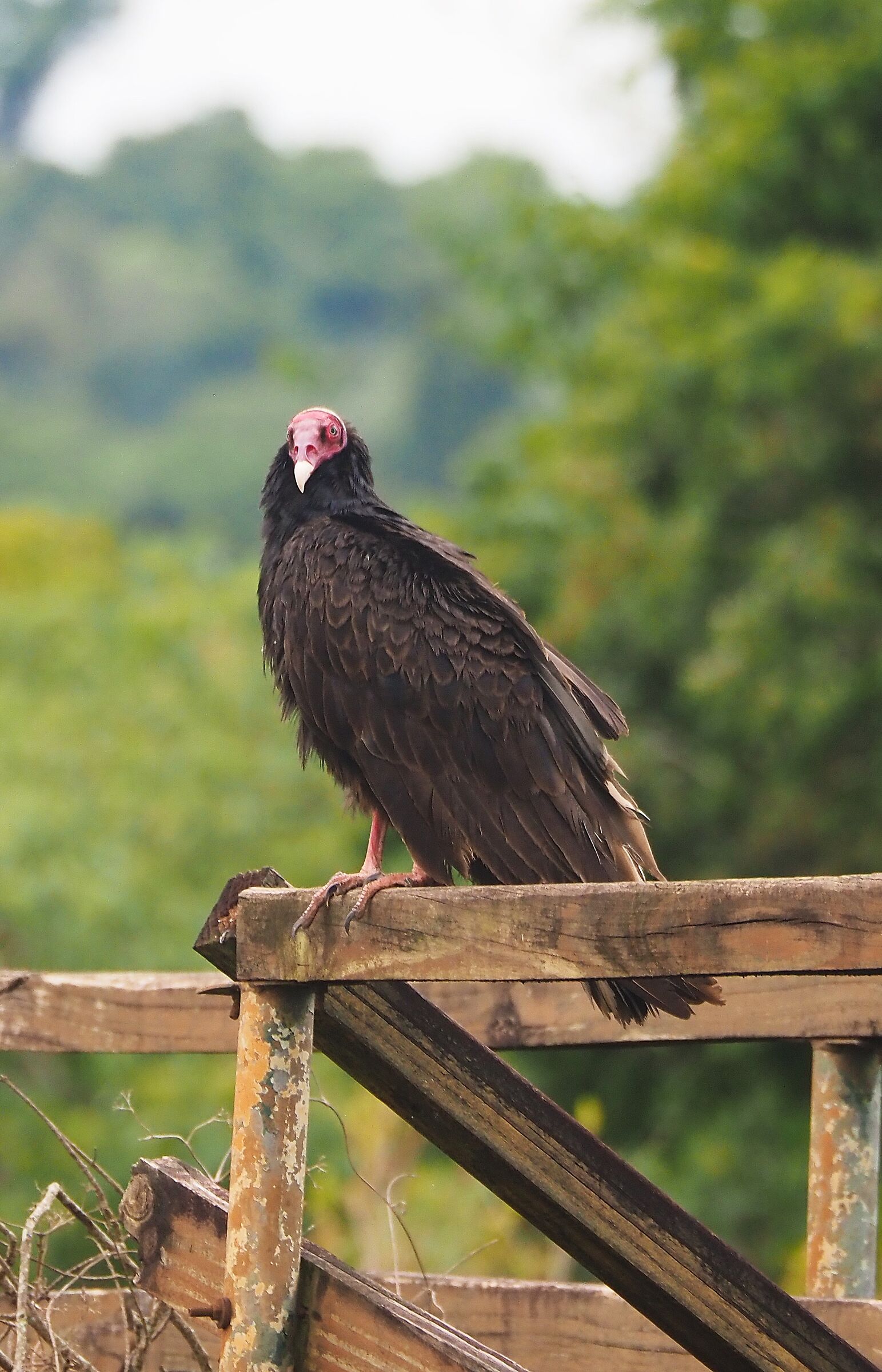 Patagonia, Punta Tombo, condor