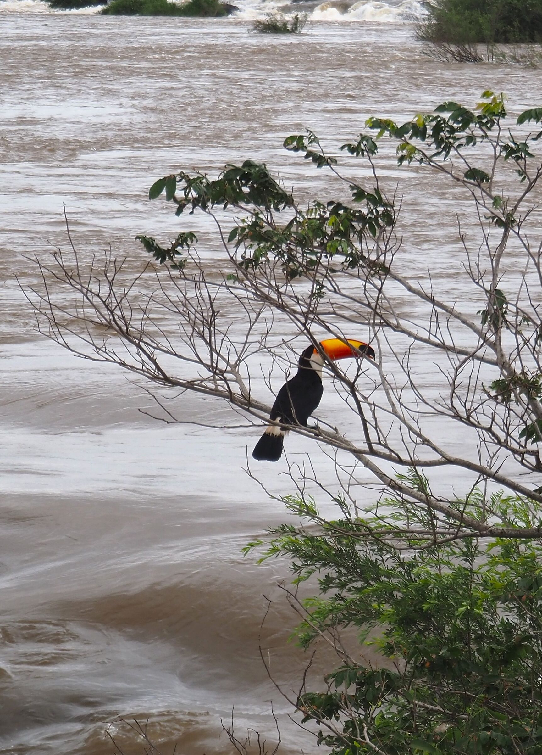 Iguazu, tucano