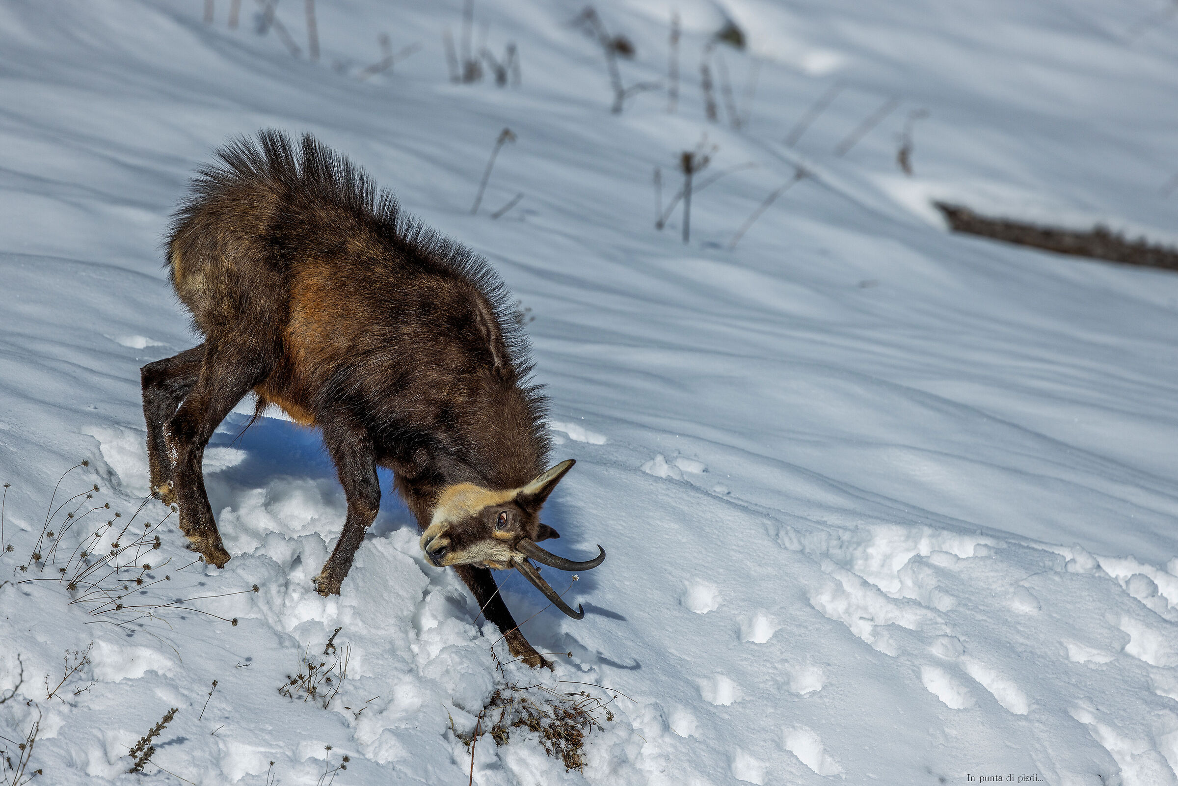 male Alpine chamois marking his territory...