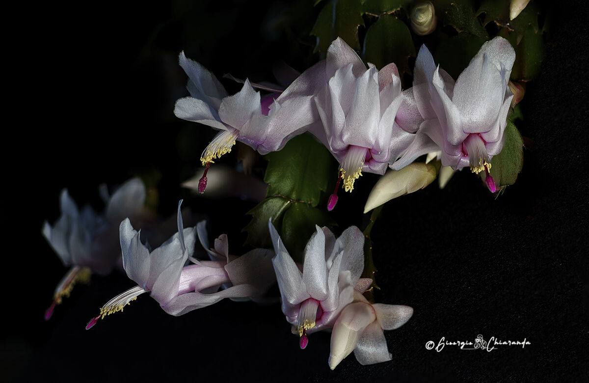 La mia Schlumbergera  (Natalina)